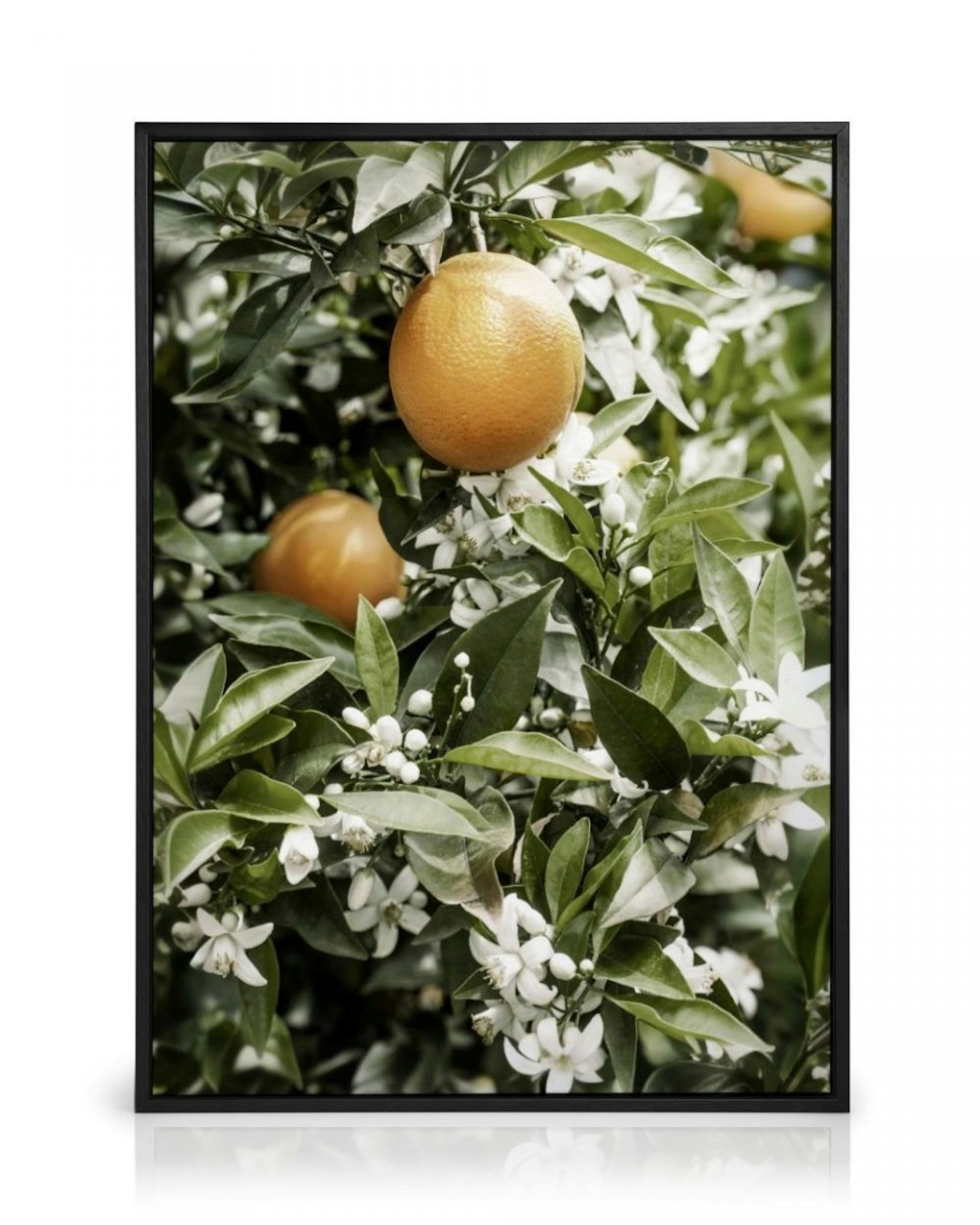 Orange Tree Canvas Print thumbnail