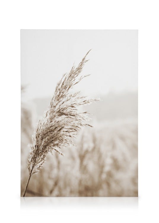 Obraz Beżowe Trzciny (30x40 cm) - Poster Store