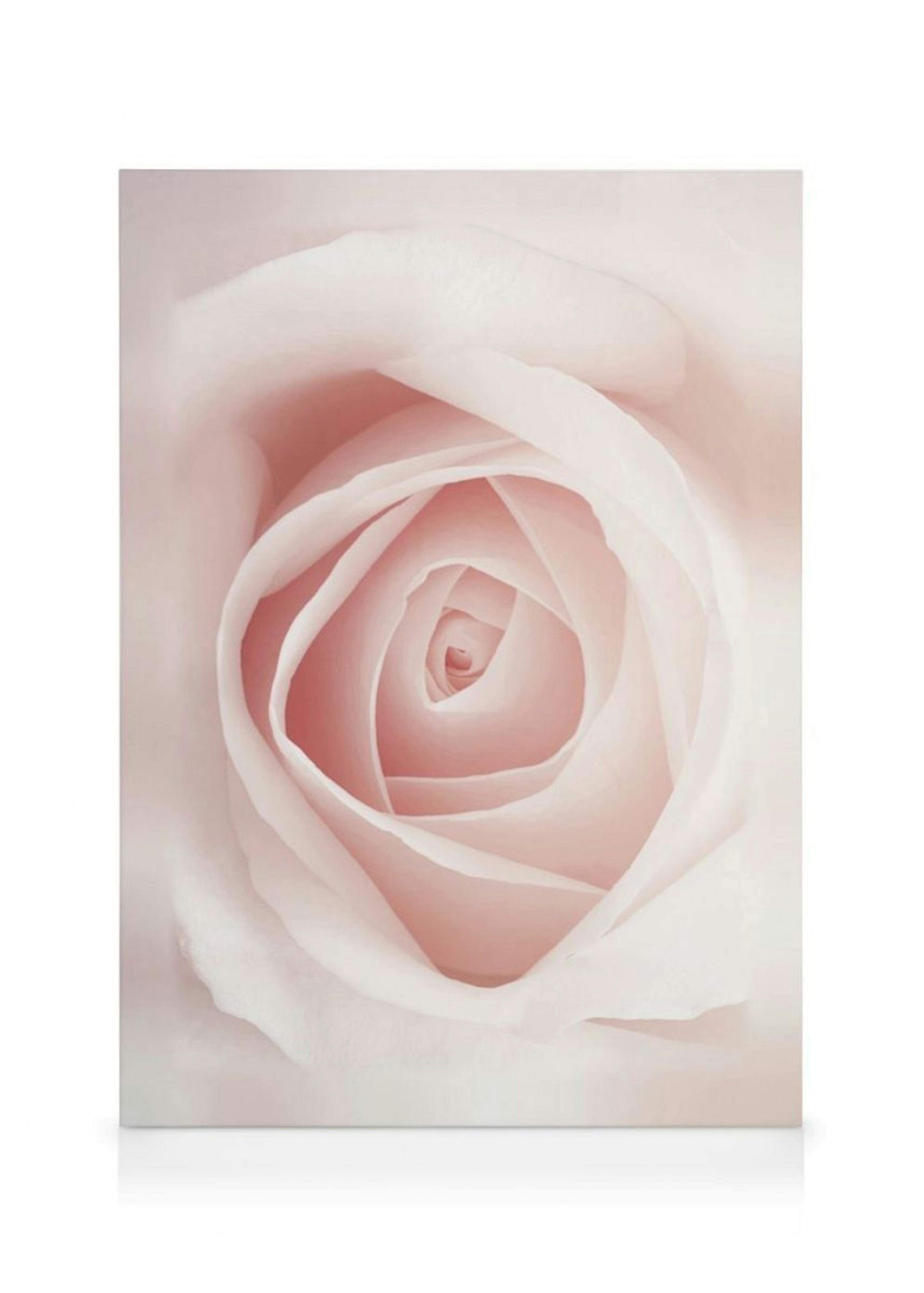 Pale Pink Rose canvastavla thumbnail