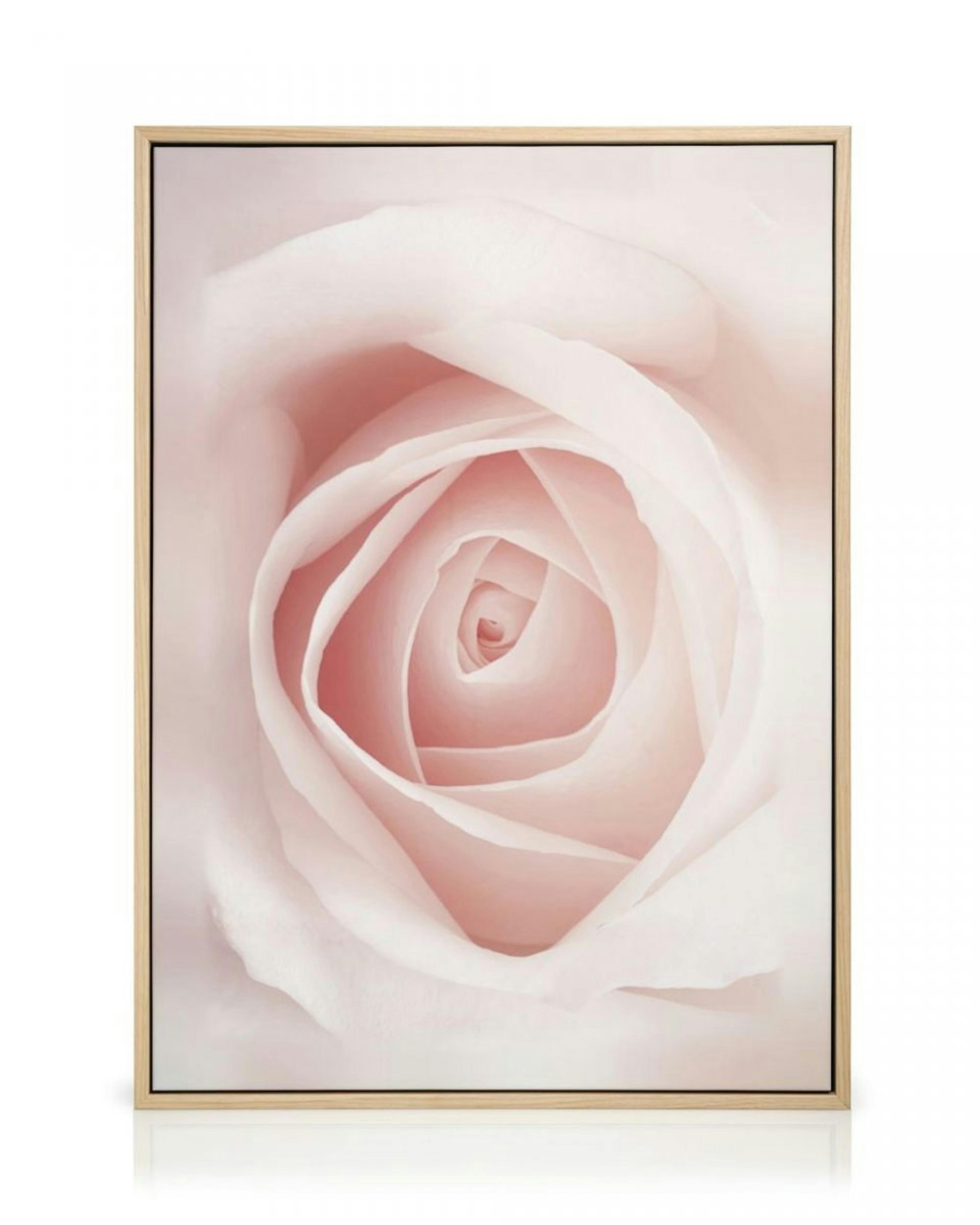 Pale Pink Rose Canvas Print thumbnail