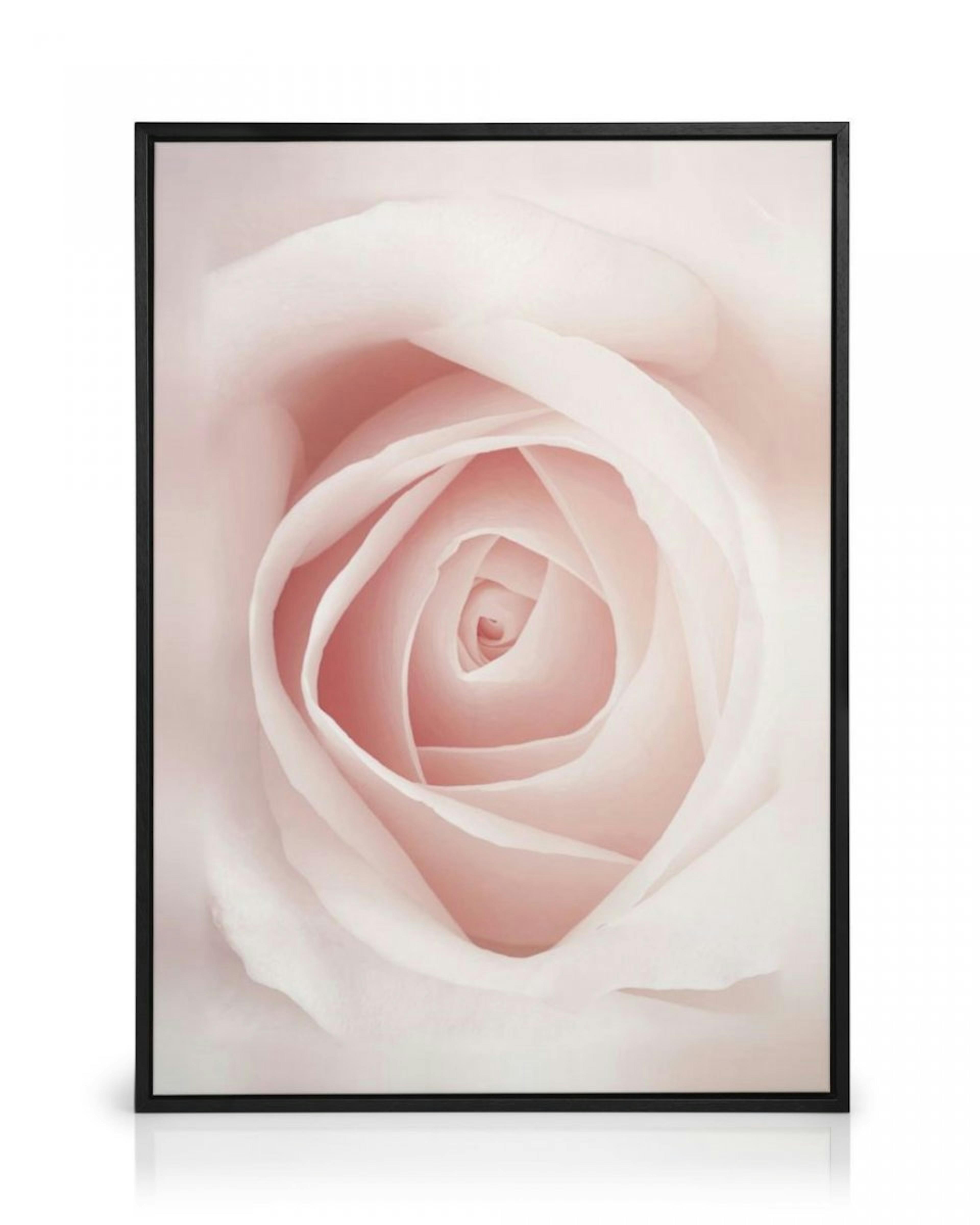 Pale Pink Rose Canvas thumbnail