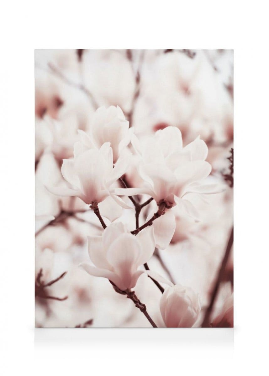 Canvastavlor - Pink Magnolias canvastavla (50 x 70 cm - Svart ram) - Poster Store