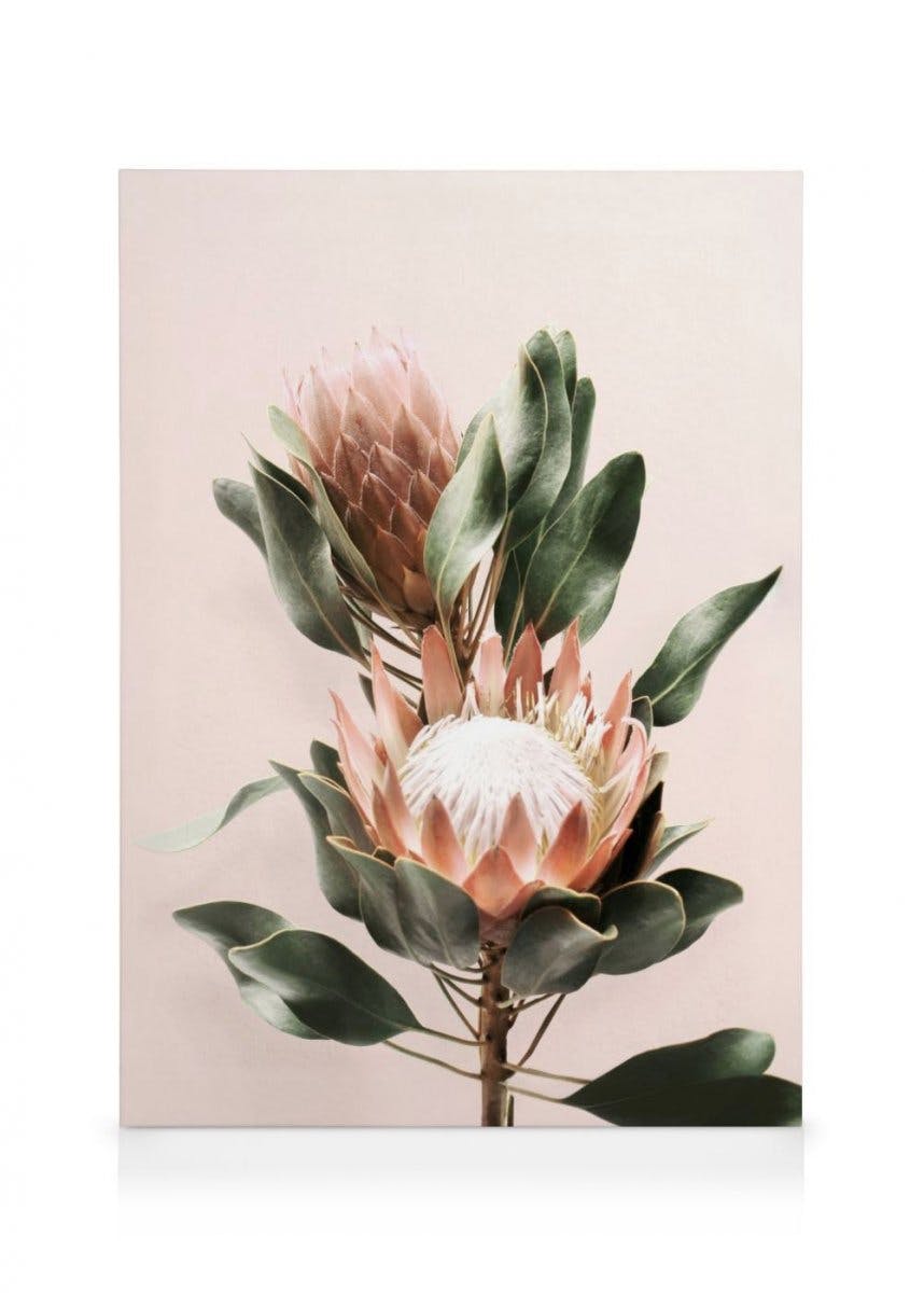 Canvastavlor - Protea Flowers canvastavla (70 x 100 cm - Svart ram) - Poster Store