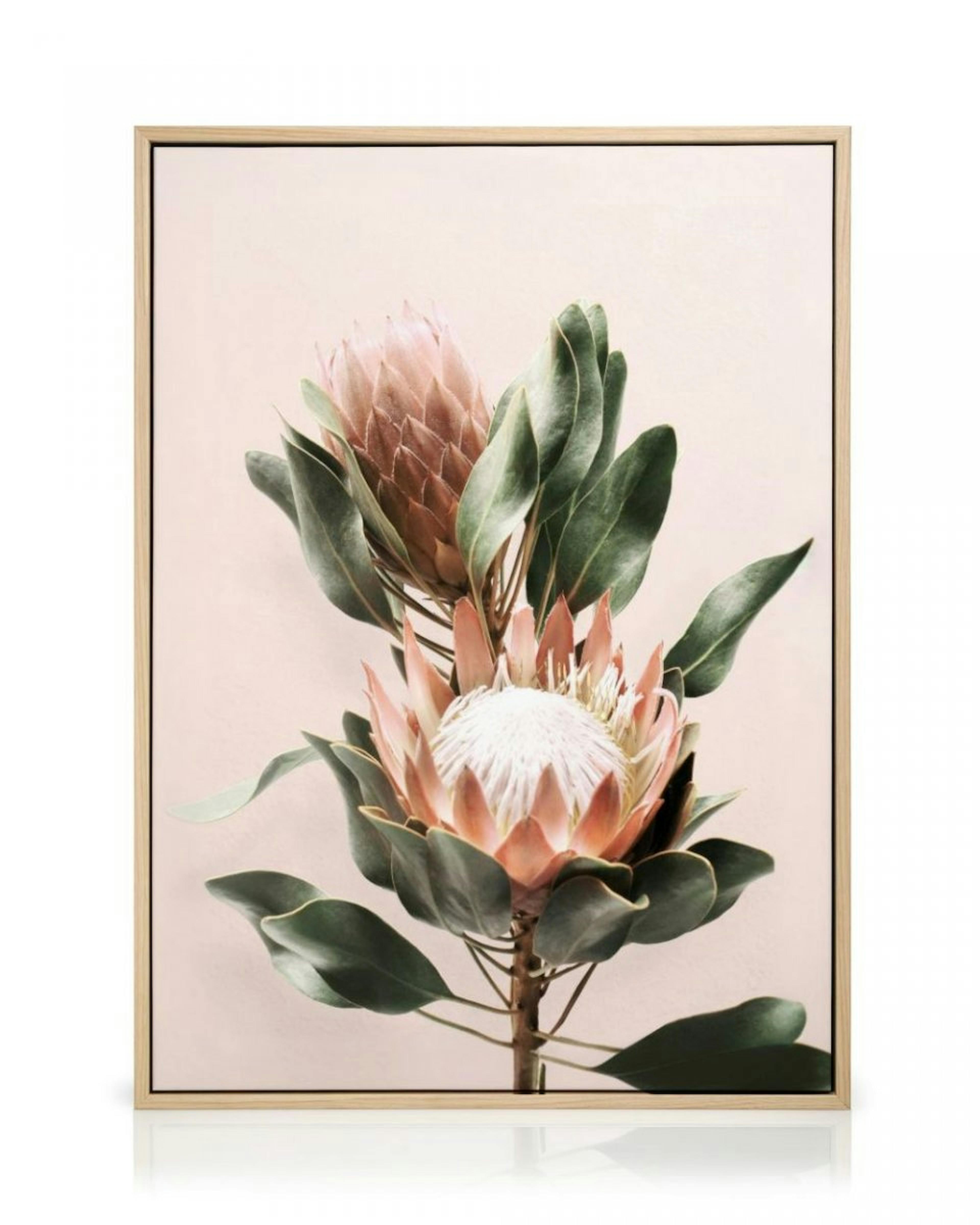 Protea Flowers canvastavla thumbnail