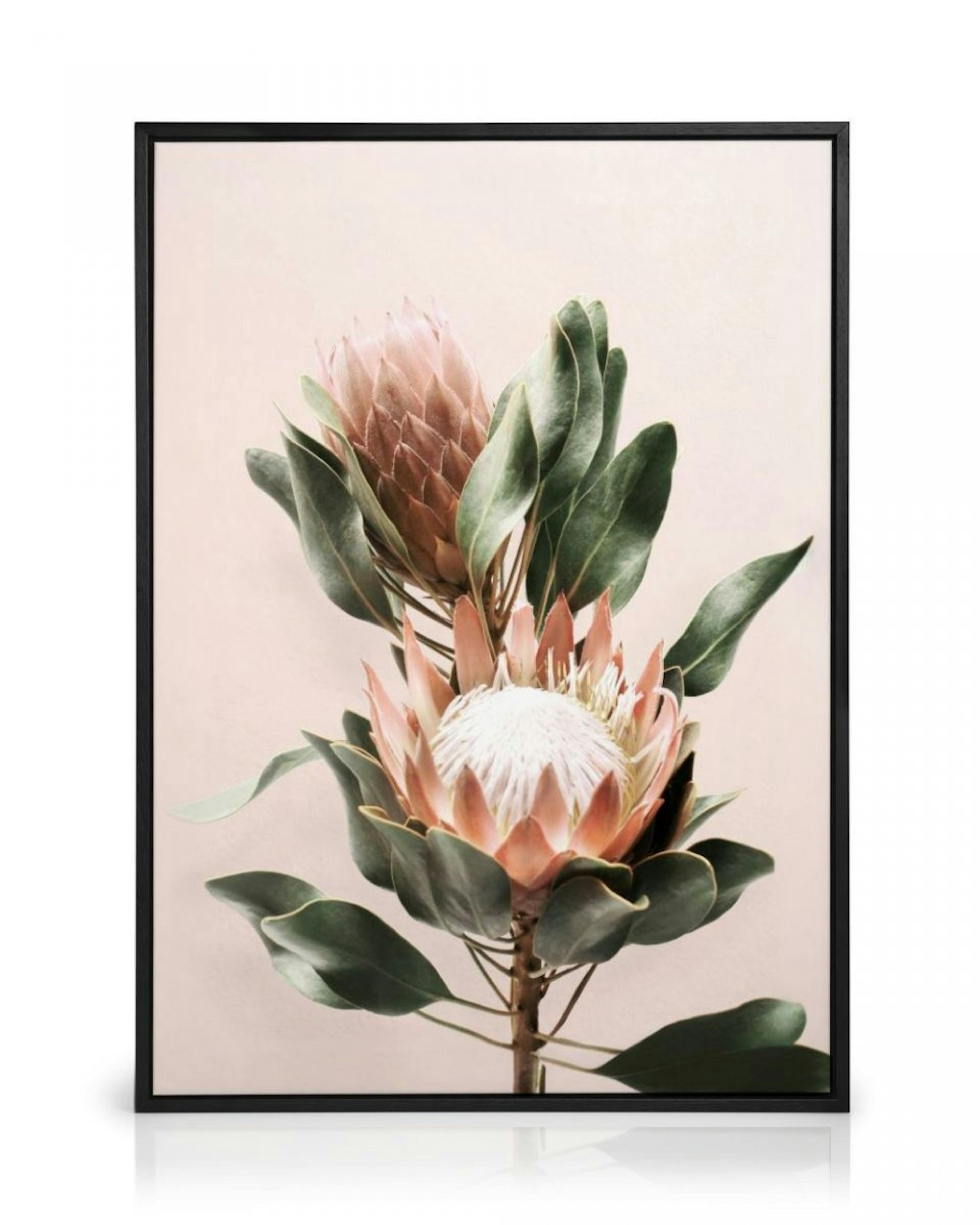 Protea Flowers Canvas print thumbnail