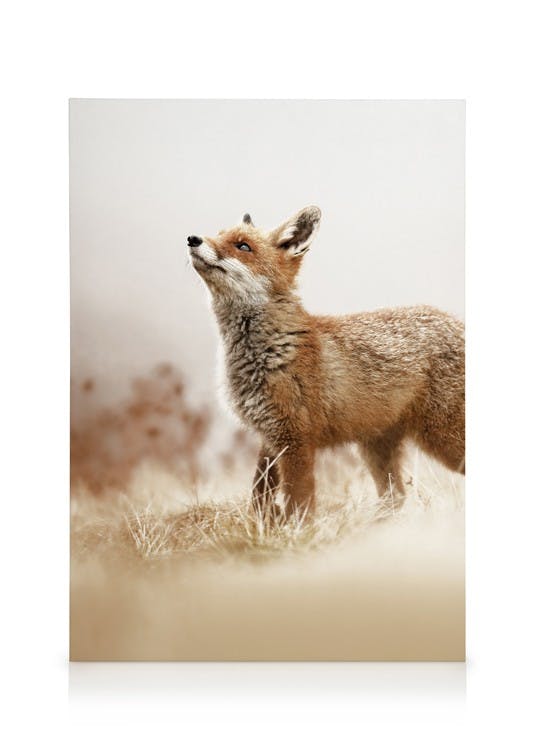 Vos Canvas (50x70 cm - Fotolijst Zwart) - Poster Store