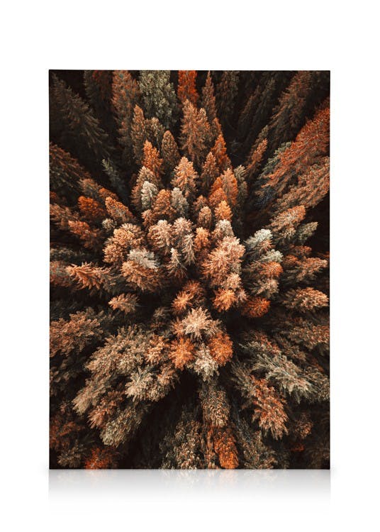 Canvas Prints - Autumn Forest Canvas print (30x40 cm - Black Frame) - Poster Store