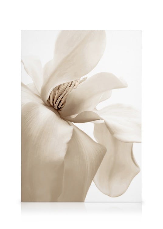 Beige Magnolien Leinwand (30x40 cm) - Poster Store