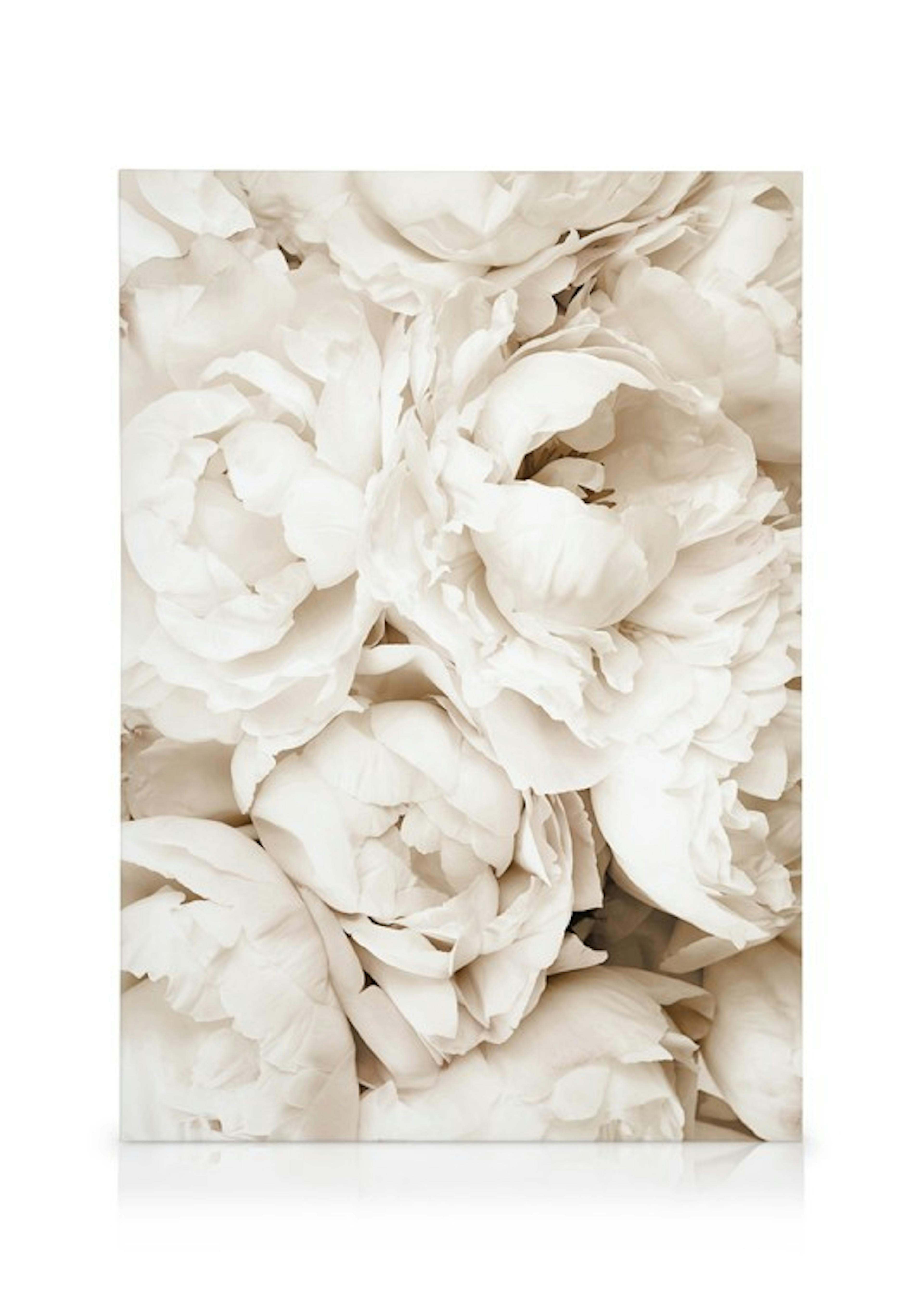 Pivoines Blanches Toile 0