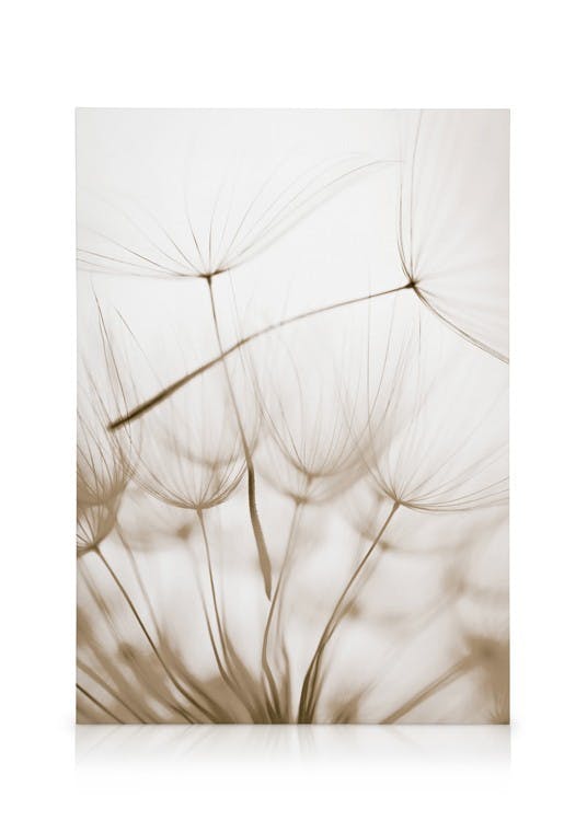 Dandelion Seeds Canvas print (50x70 cm) - Poster Store