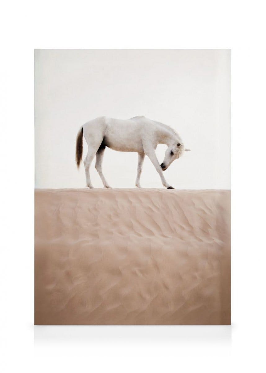 Cheval du Désert Toile (70x100 cm - Cadre noir) - Poster Store
