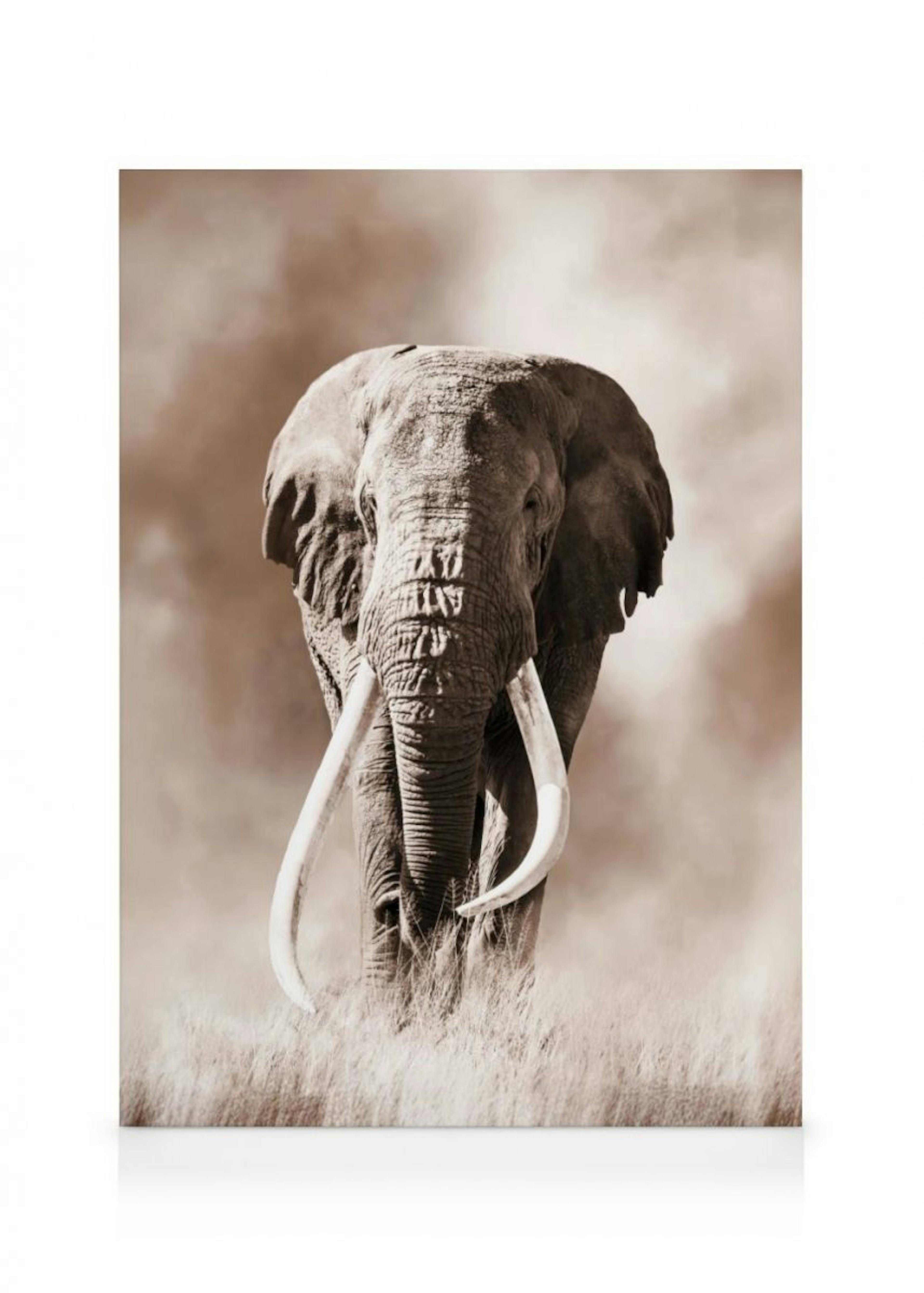 Wild Elephant Canvas print 0