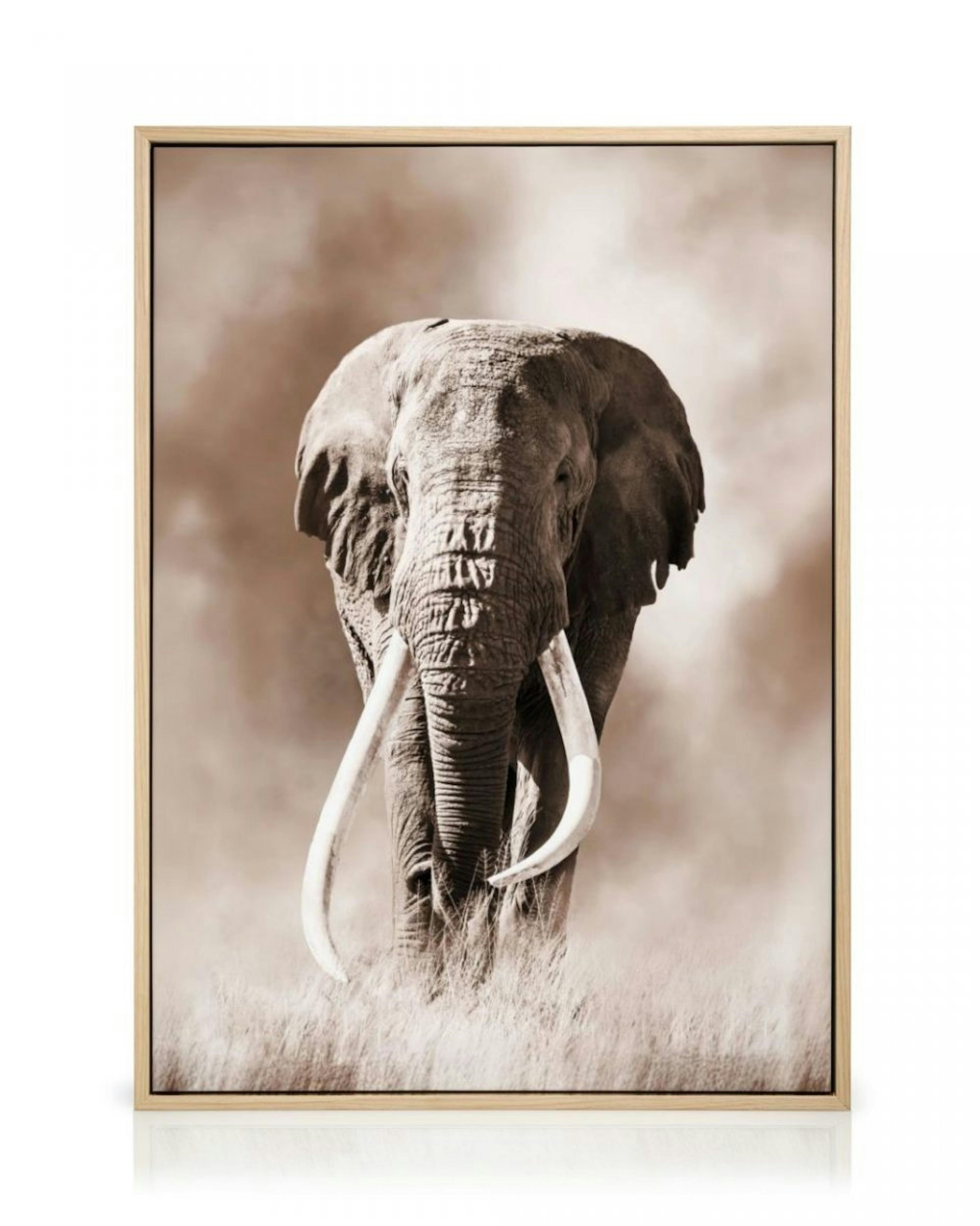 Wild Elephant Canvas print thumbnail