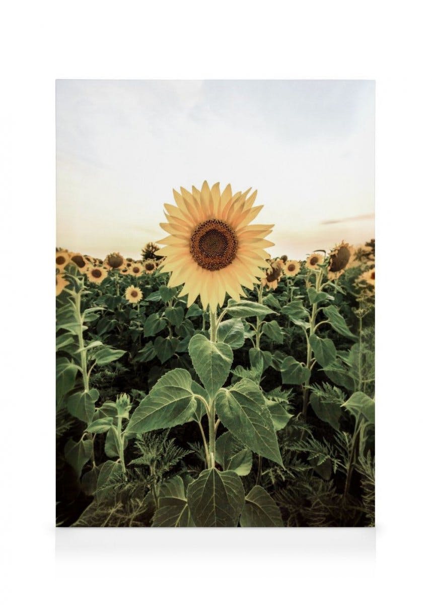 Canvas Prints - Sunflower Field Canvas print (50x70 cm - Black Frame) - Poster Store