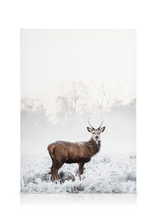 Frosty Red Deer Lienzo (30x40 cm) - Poster Store