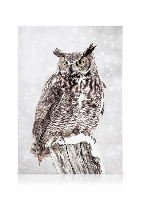Canvas Prints - Owl in Snowfall Canvas print (30x40 cm - Oak Frame) - Poster Store