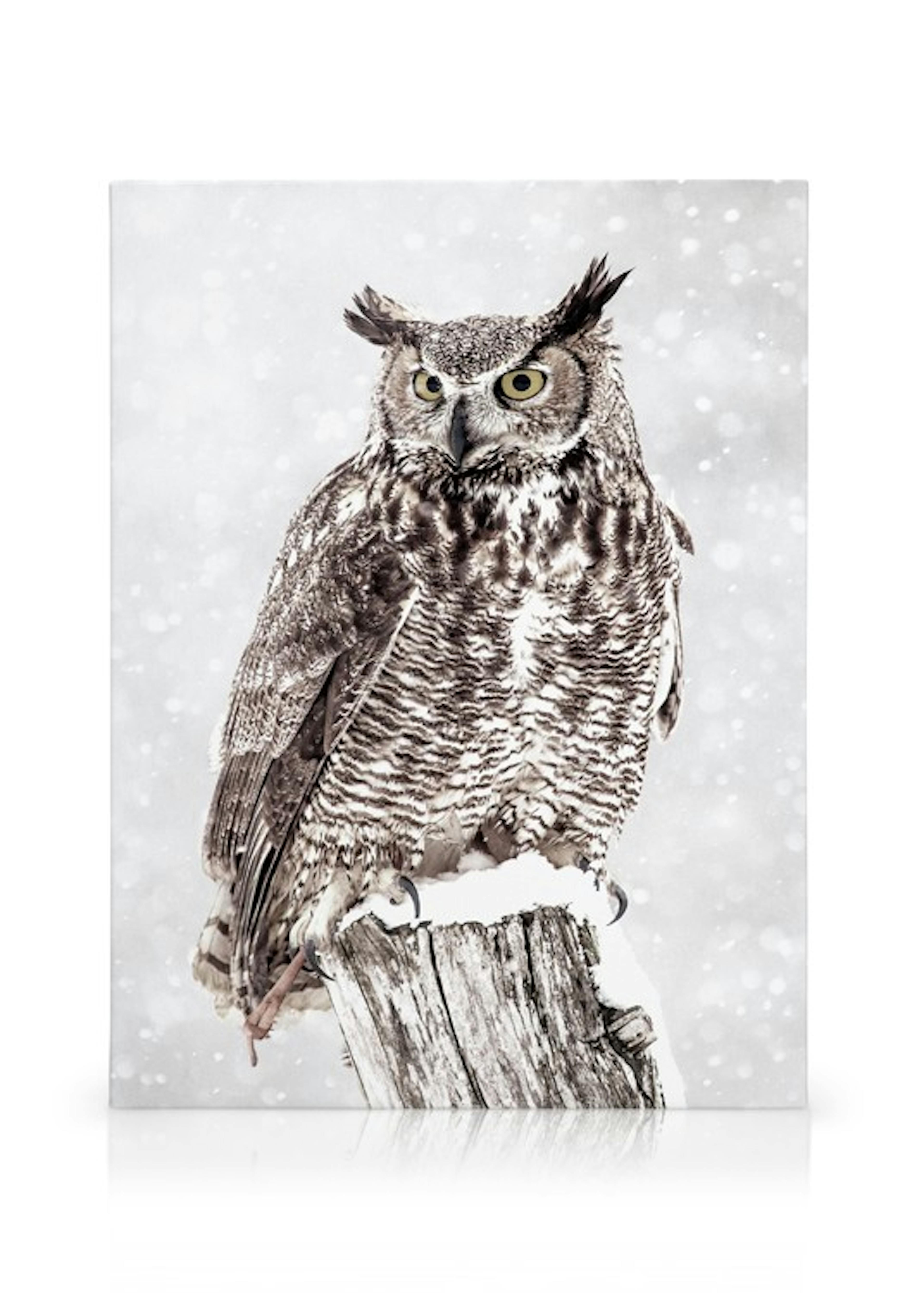 Owl in Snowfall Kanvaasi thumbnail