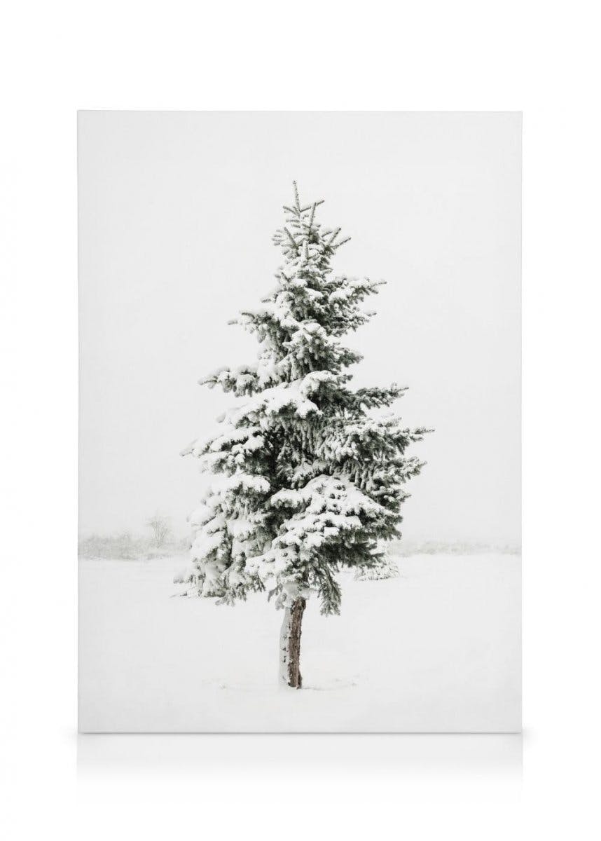 Snowy Spruce Stampa su Tela (50x70 cm - Cornice in rovere) - Poster Store