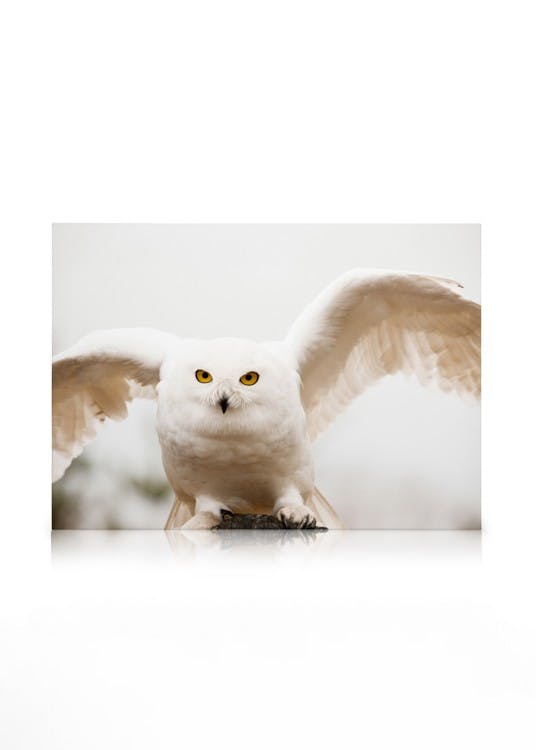 Hedwig Lienzo (50x70 cm - Marco de negro) - Poster Store