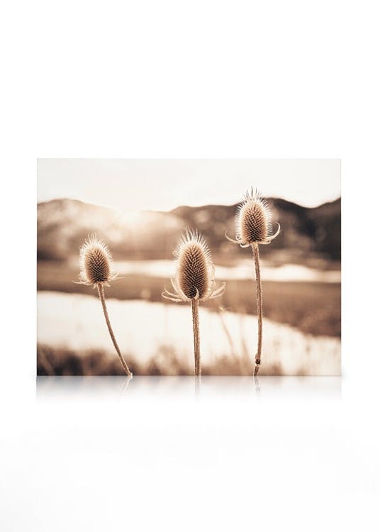 Distelbloemen Canvas (30x40 cm - Fotokaders Zwart) - Poster Store