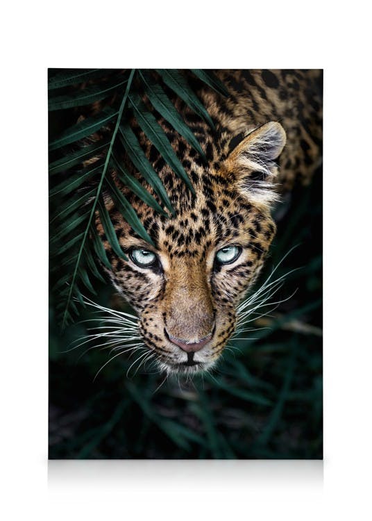 Wilder Leopard Leinwand (30x40 cm) - Poster Store