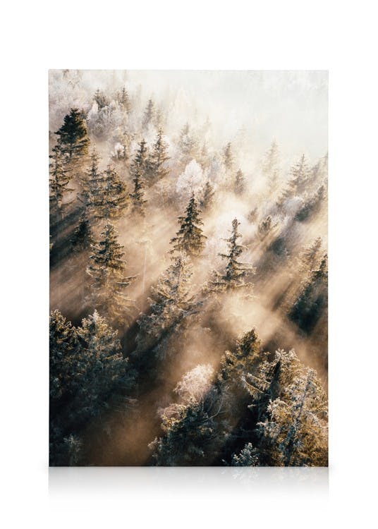 Bosque nebuloso Amanecer Lienzo (50x70 cm - Marco de negro) - Poster Store