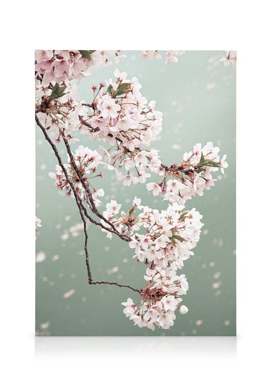 Fleurs de Cerisier Toile (50x70 cm - Cadre noir) - Poster Store