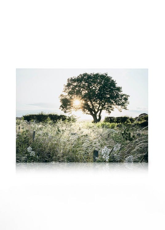 Atardecer Árbol lienzo (50x70 cm - Marco de negro) - Poster Store