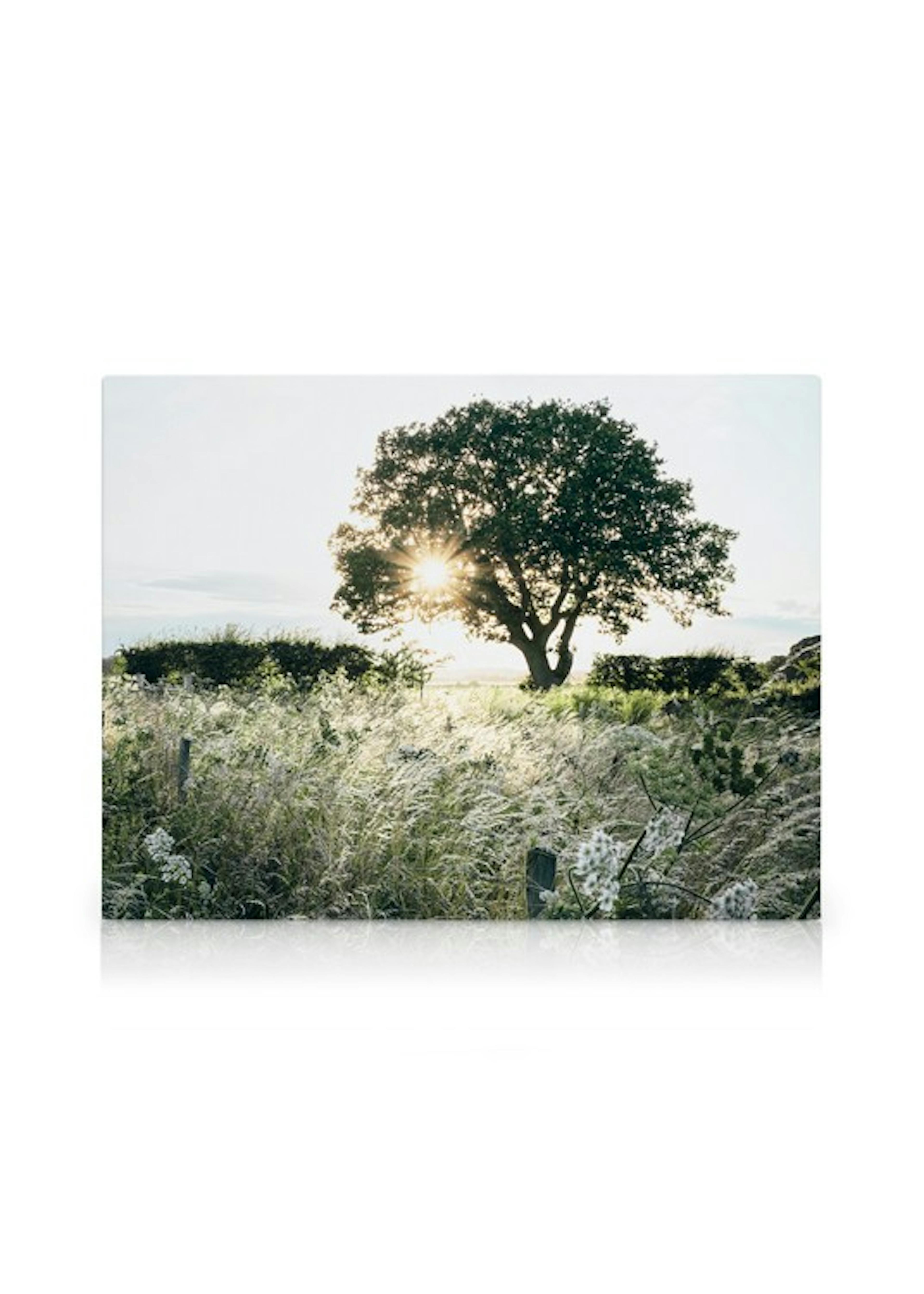 Zonsondergang achter een boom canvas thumbnail