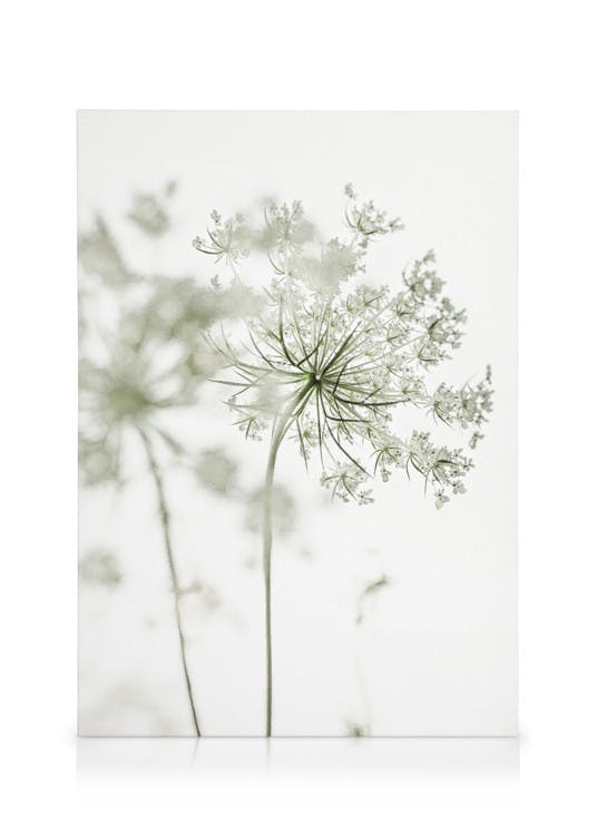 Zarte weiße Blumen leinwand (30x40 cm - Holzrahmen schwarz) - Poster Store