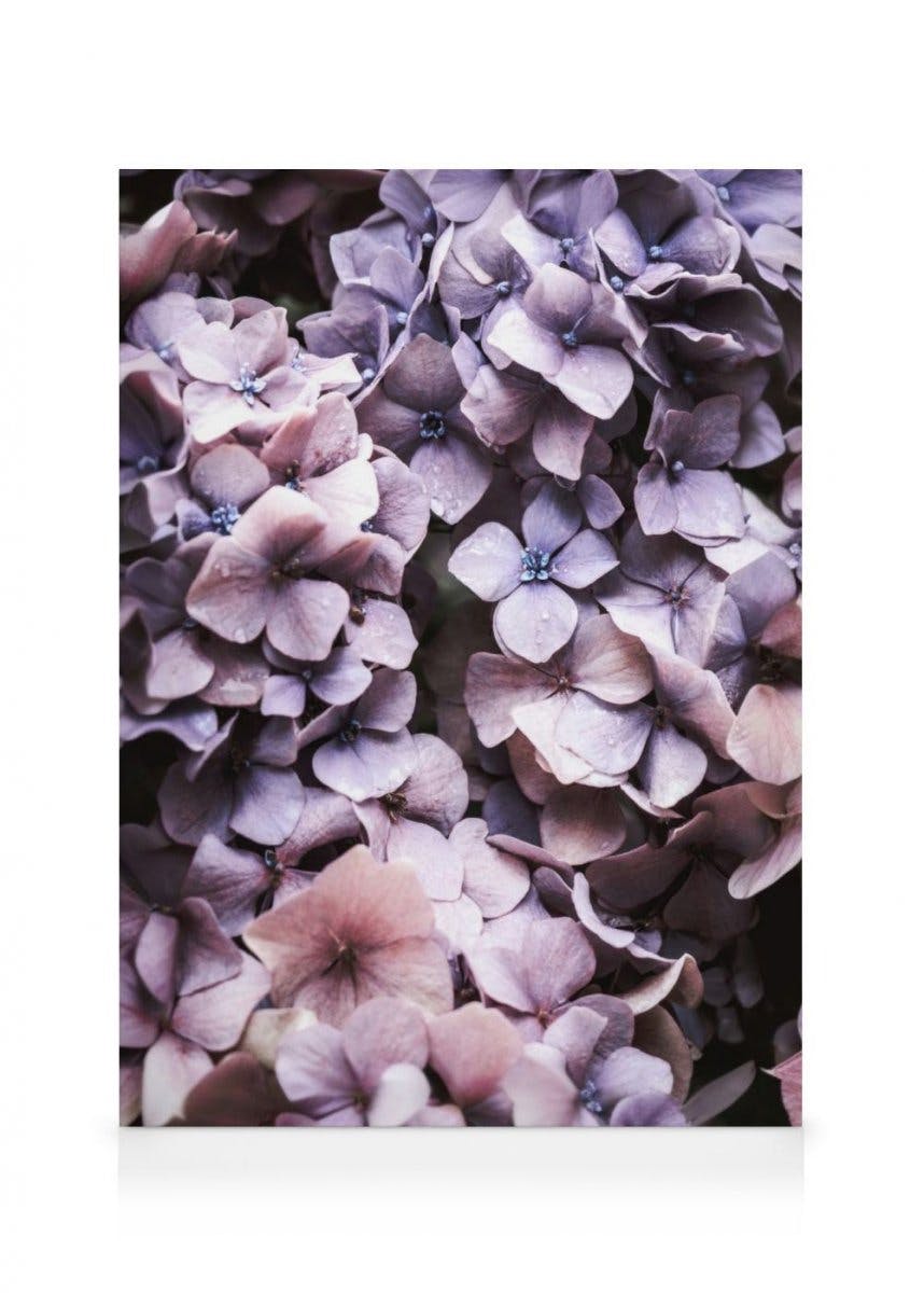 Canvastavlor - Lila hortensia canvastavla (70 x 100 cm - Svart ram) - Poster Store