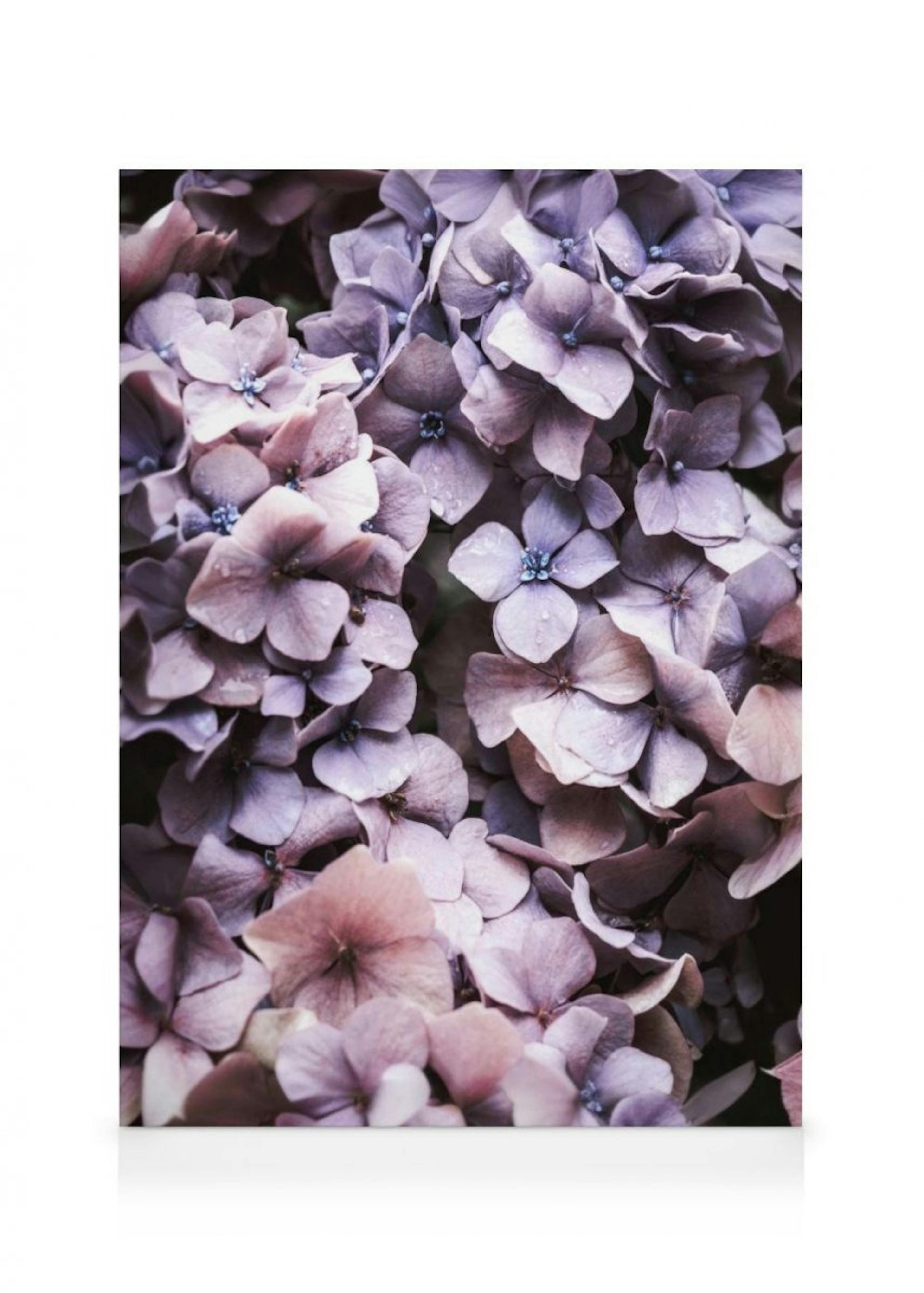 Purppura Hortensia Kanvaasi thumbnail