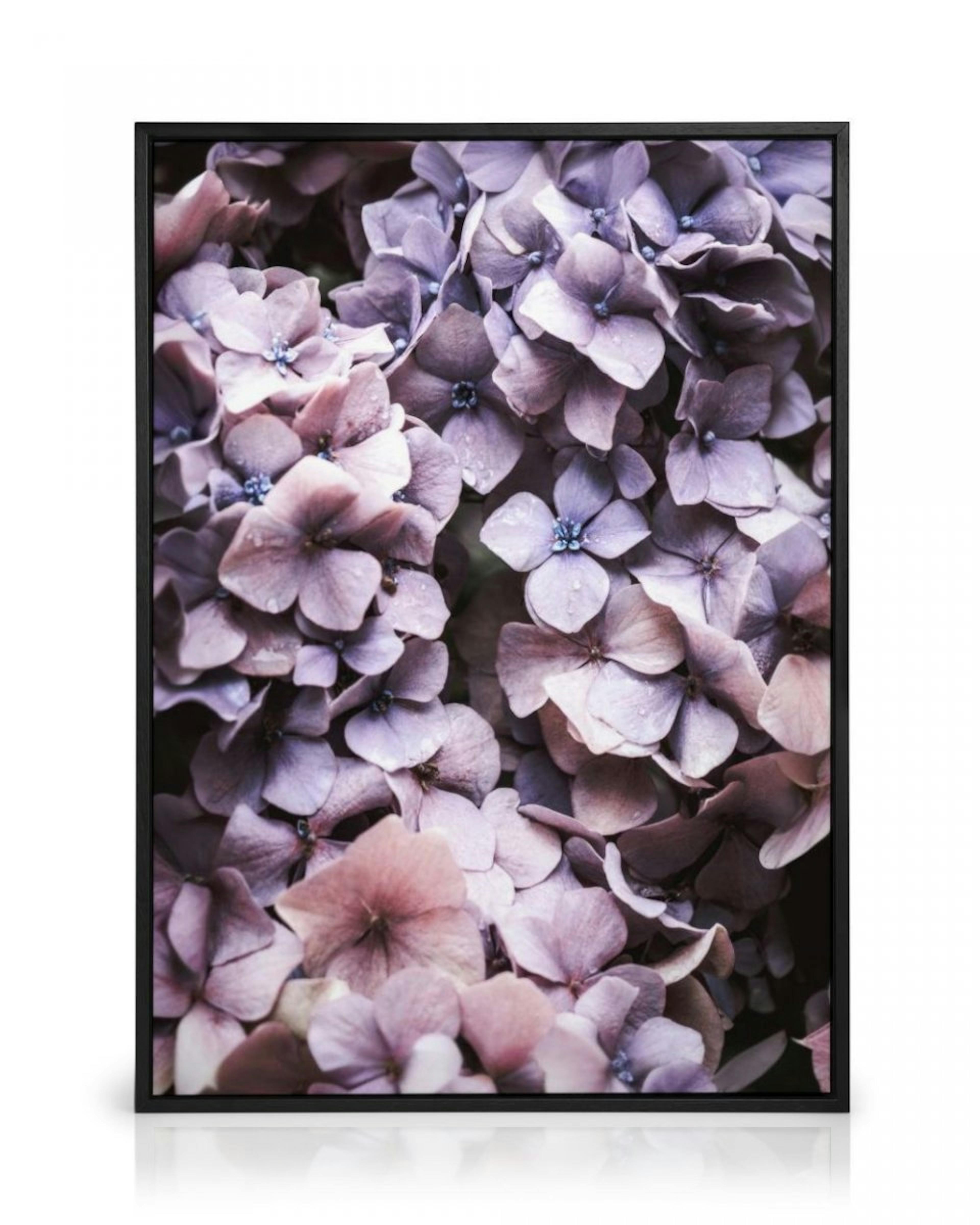 Purple Hydrangea Canvas Print thumbnail