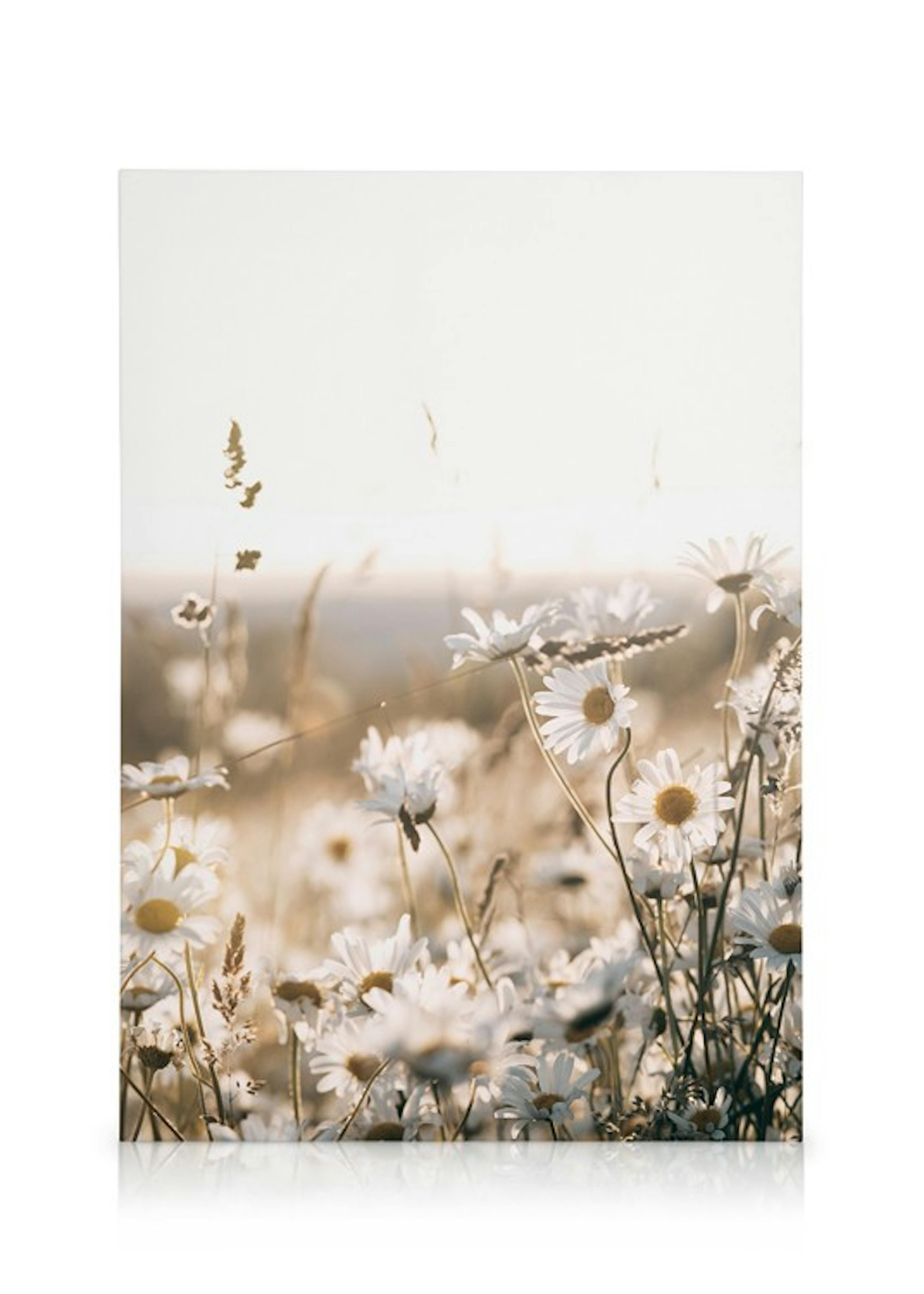 Field of Daisies Canvas print 0
