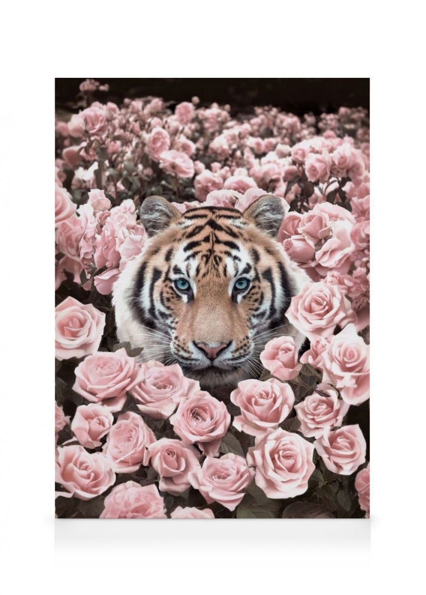 Canvas Prints - Pink Rose Tiger Canvas print (30x40 cm - Oak Frame) - Poster Store