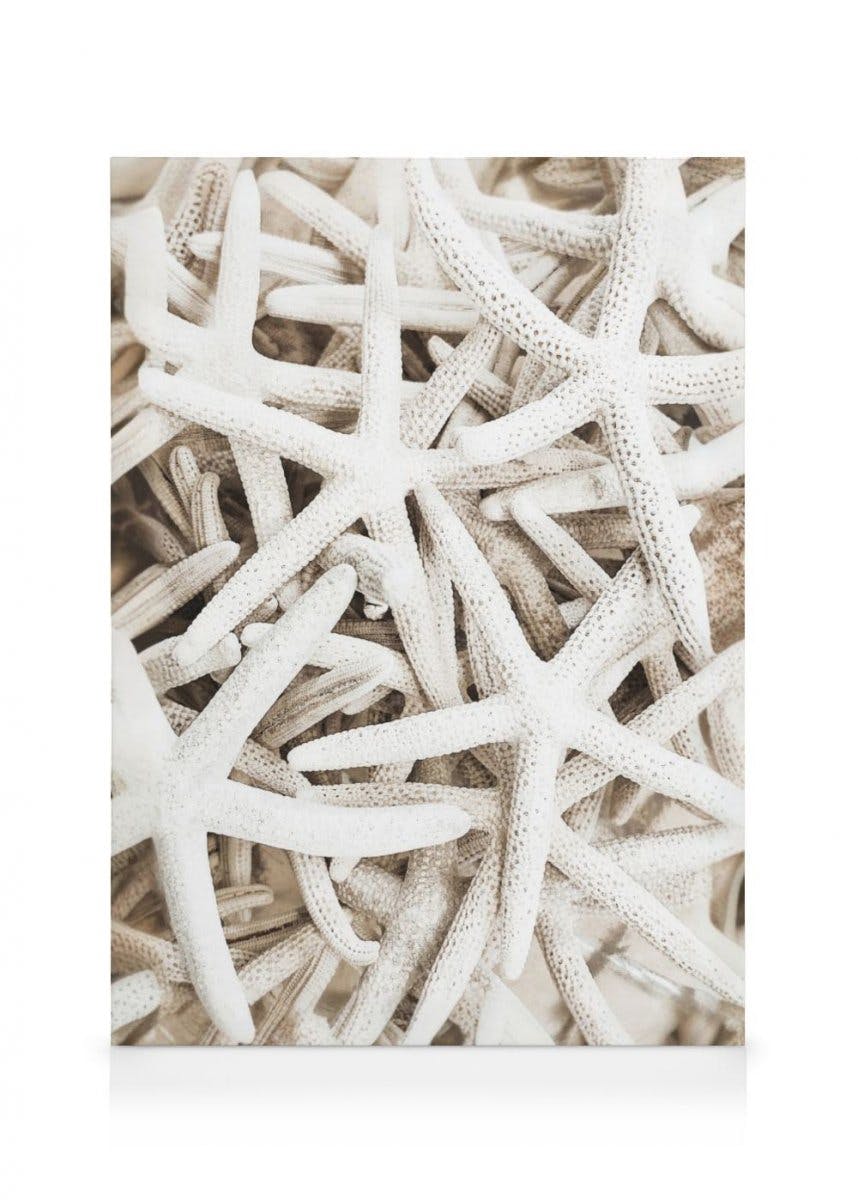 Canvas Prints - Starfish Canvas print (70x100 cm) - Poster Store