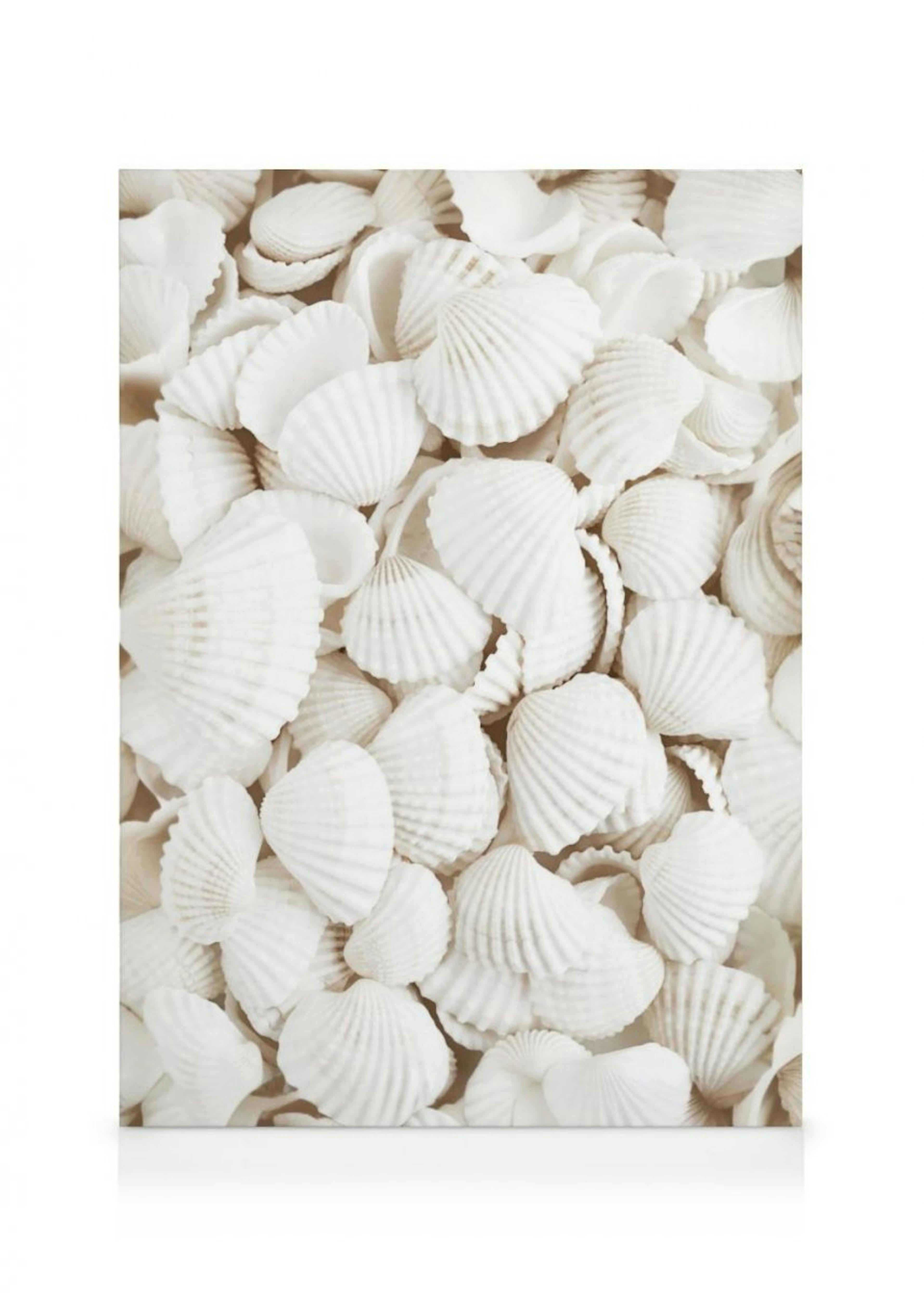 White Seashells Canvas Print thumbnail