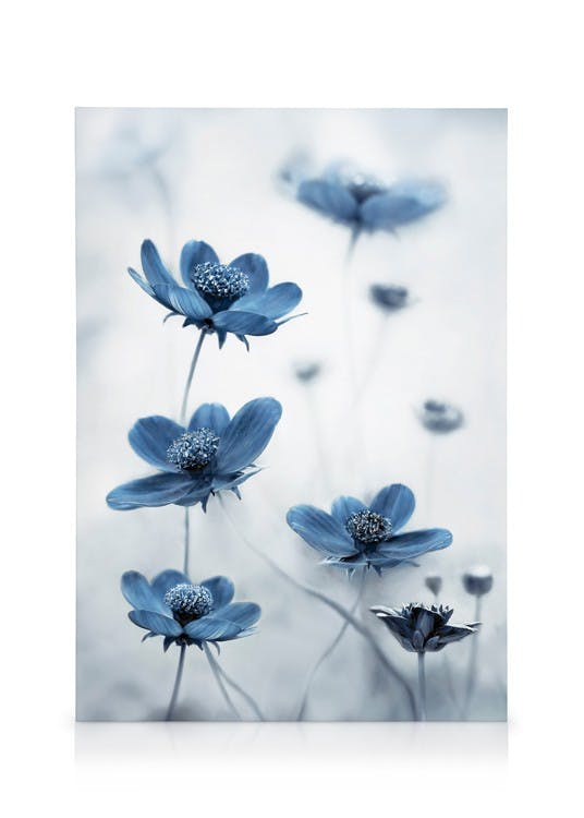 Fiori di Cosmo Blu Stampa su tela (30x40 cm) - Poster Store