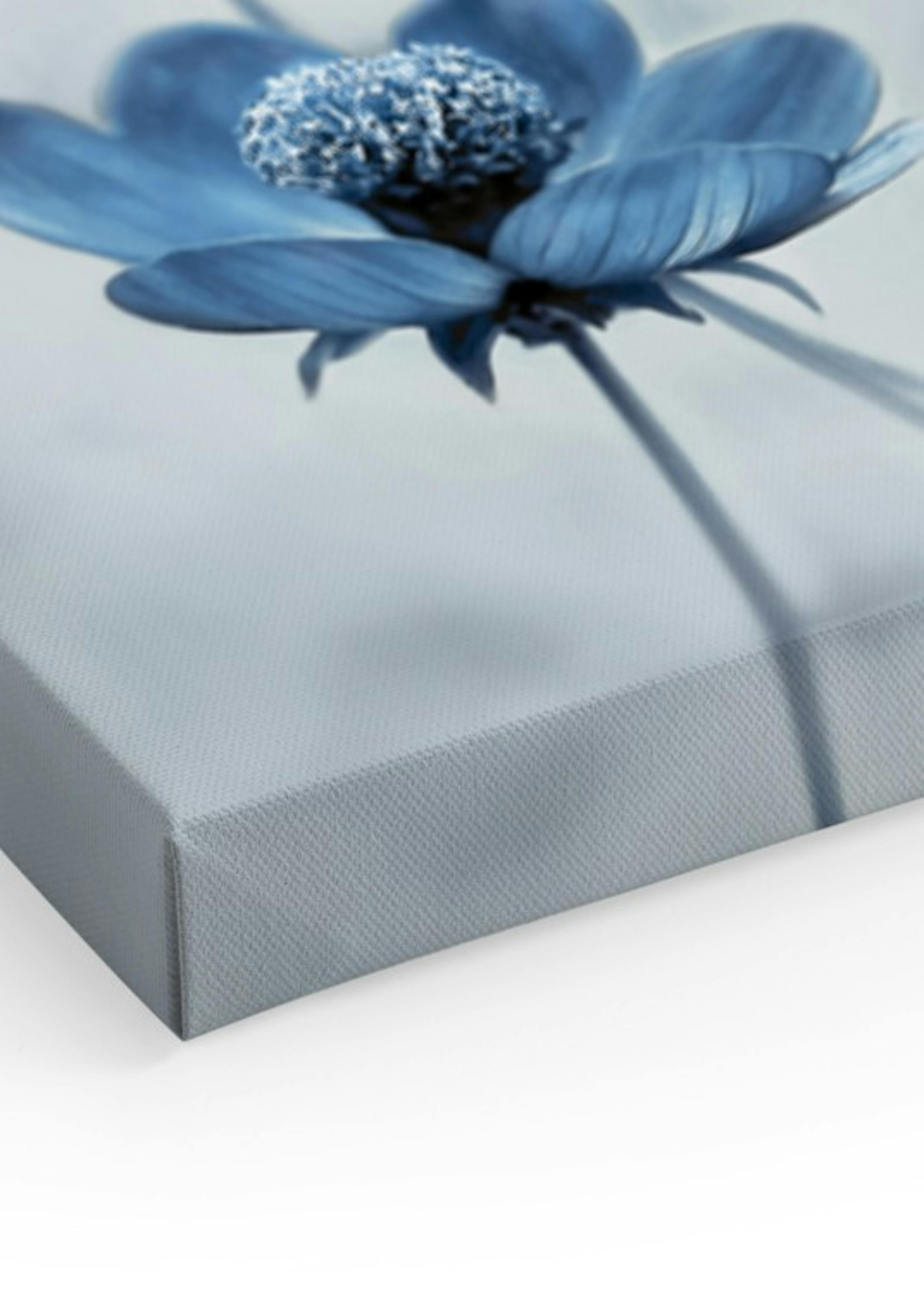 Modré Cosmea květy obrazy na plátně thumbnail