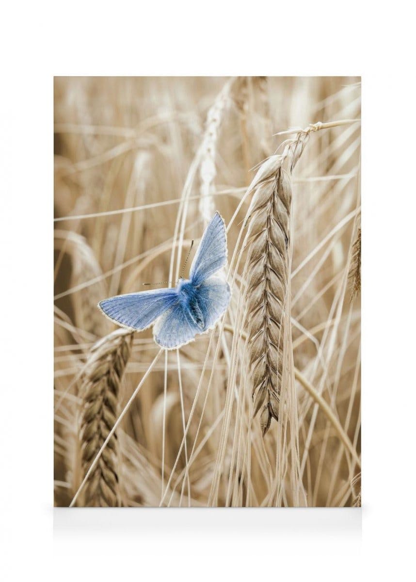 Papillon Orge Toile (50x70 cm) - Poster Store