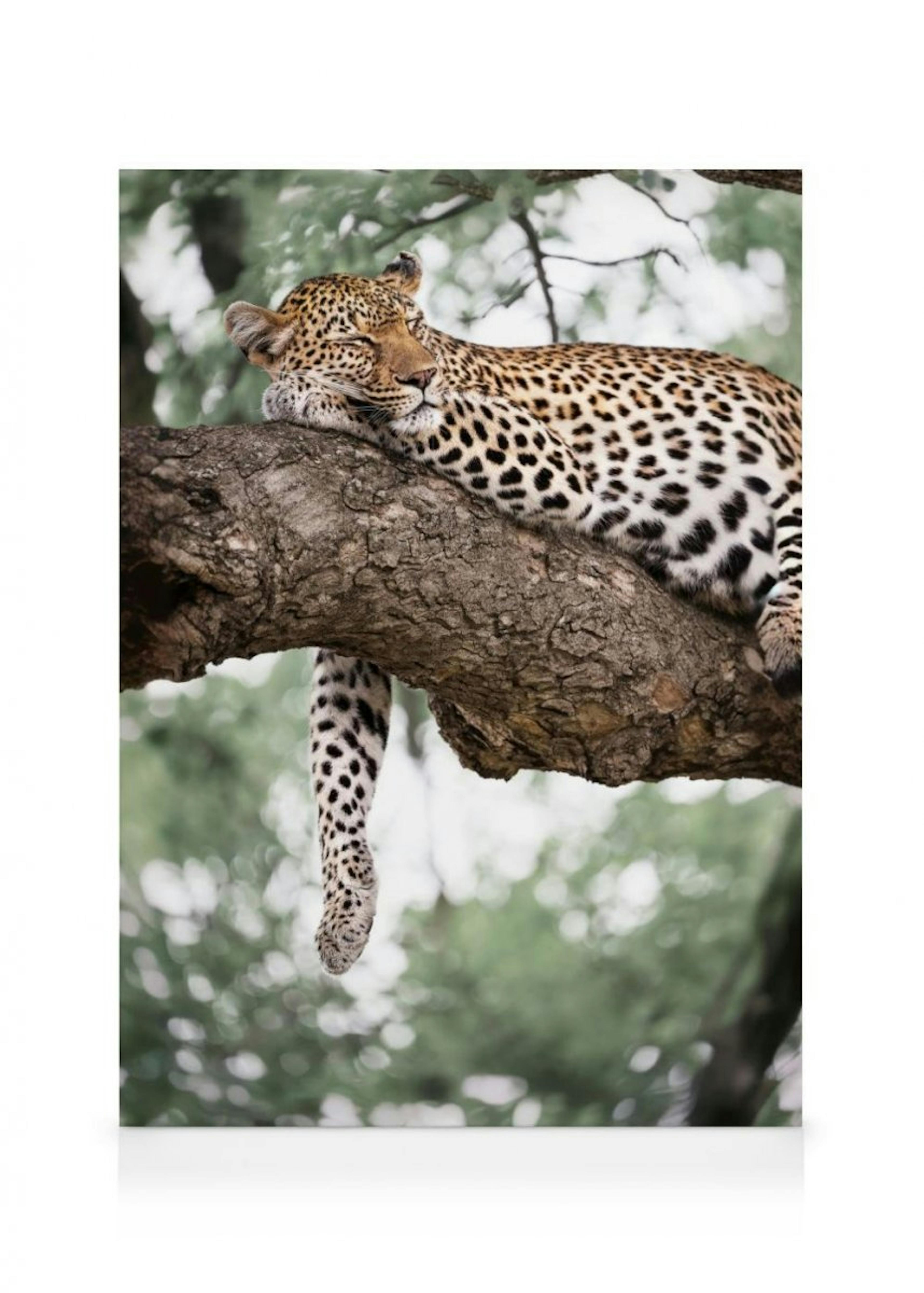 Relaxing Leopard Canvas Print thumbnail