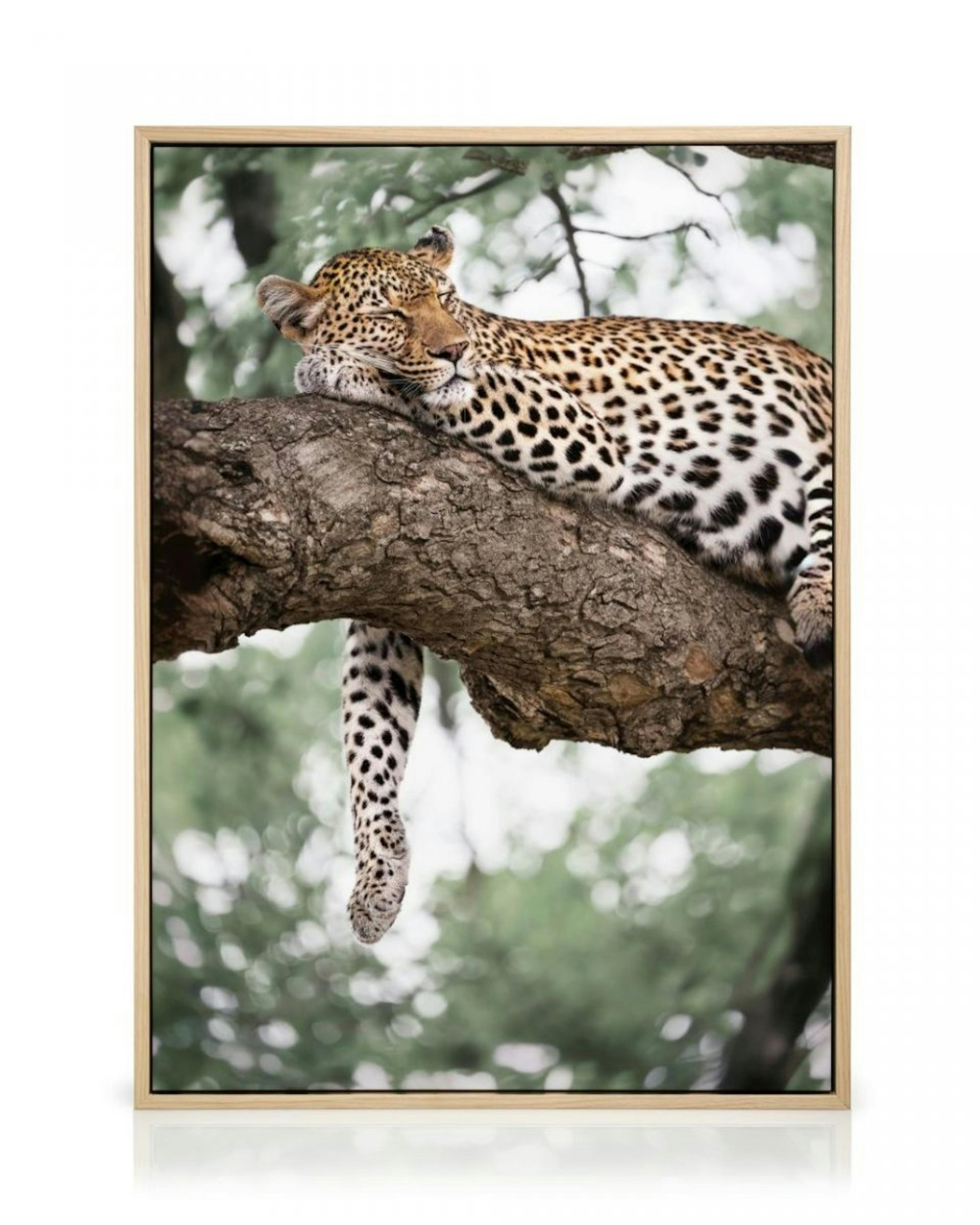 Relaxing Leopard Canvas Print thumbnail