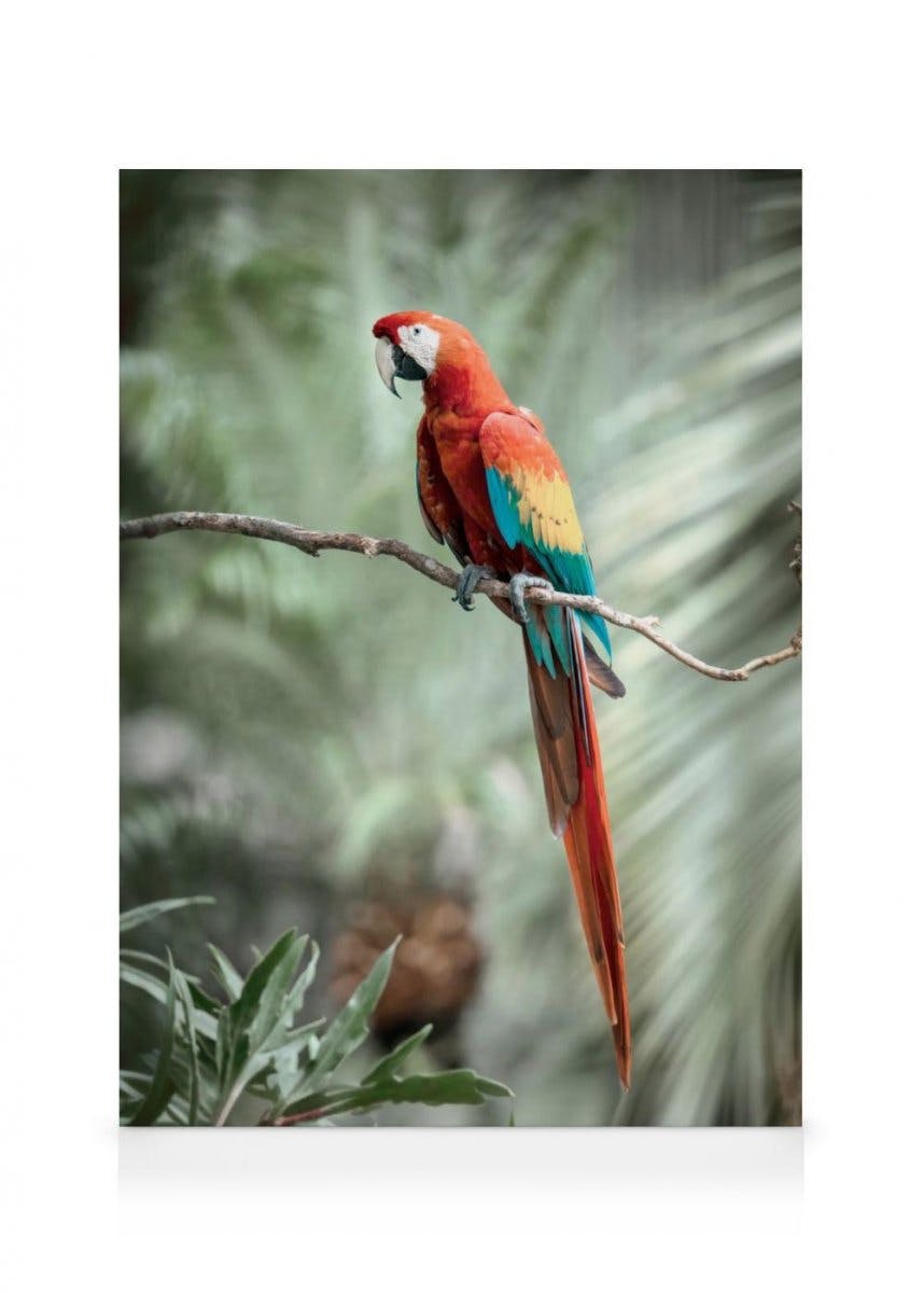 Canvas Prints - Parrot Canvas print (30x40 cm - Black Frame) - Poster Store