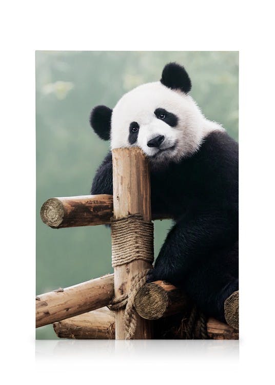Panda Géant Toile (30x40 cm) - Poster Store