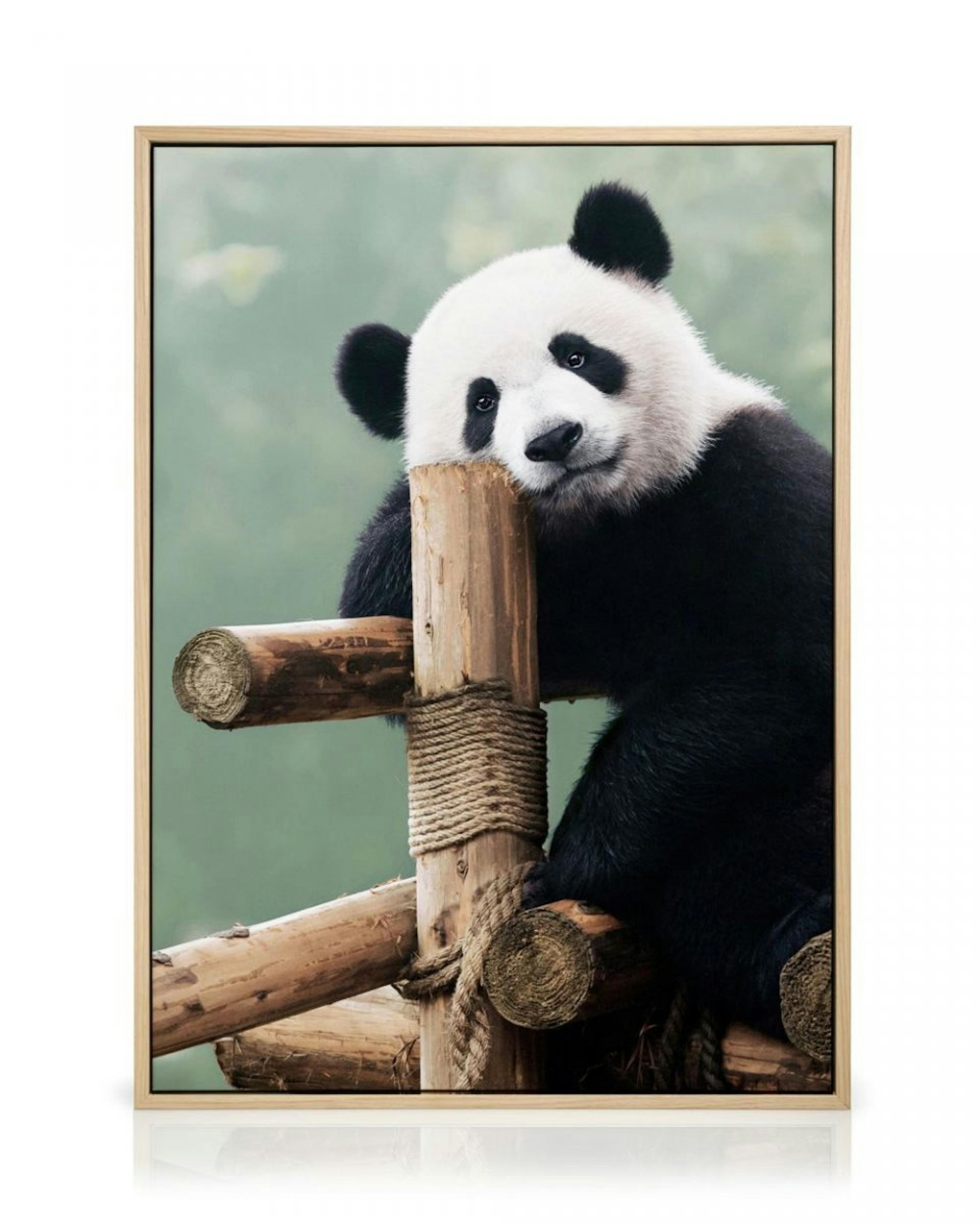 Panda Obrazy na plátně thumbnail