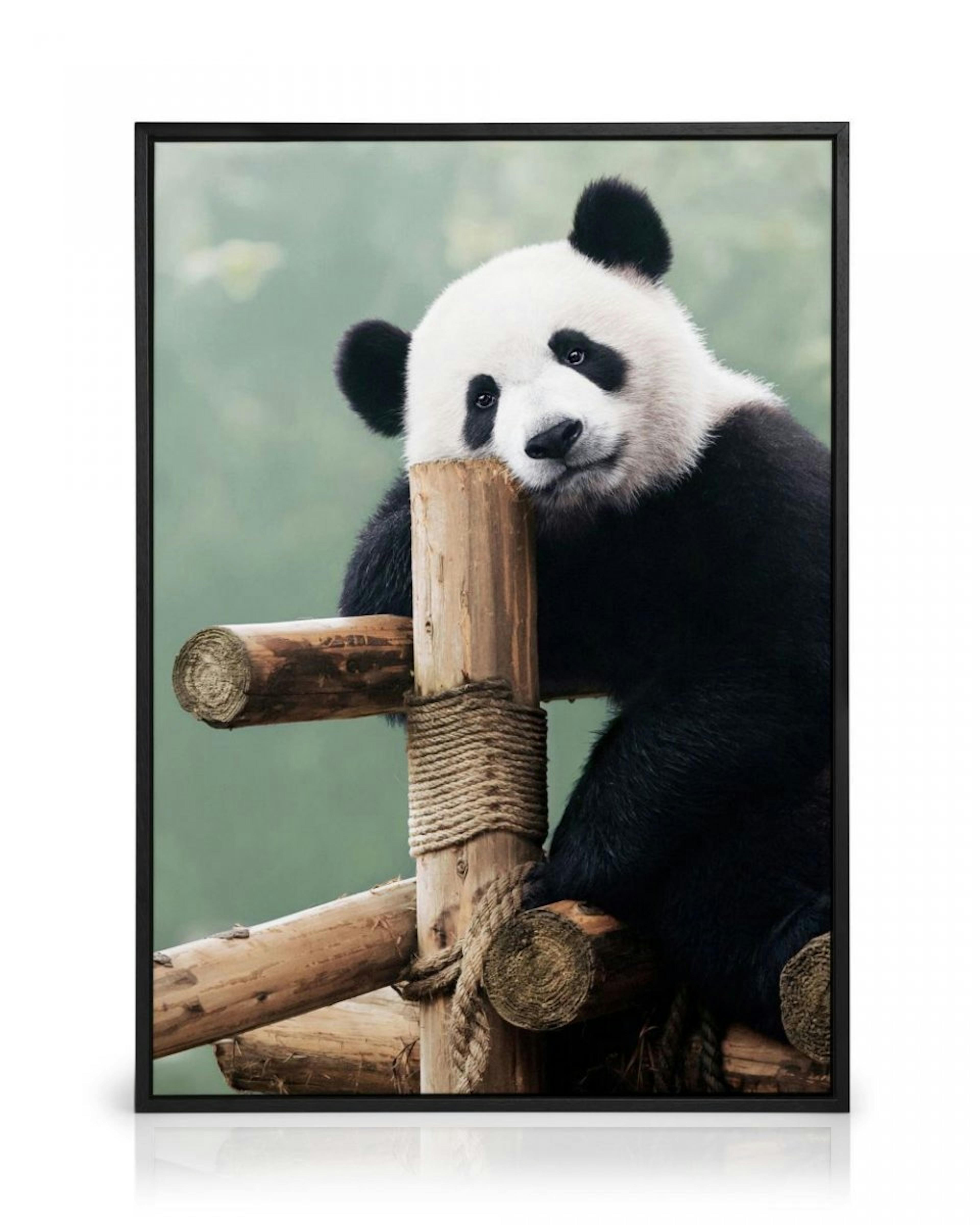Giant Panda Canvas print thumbnail