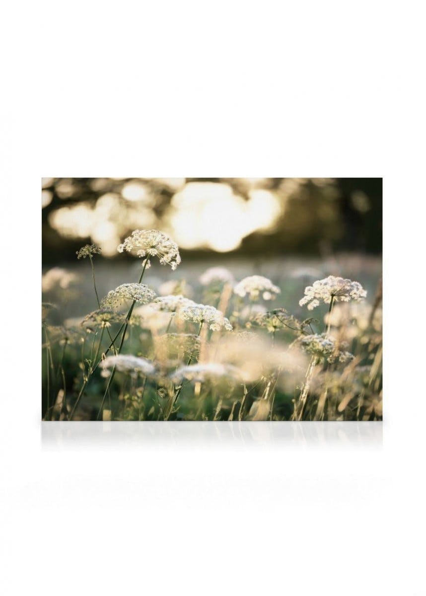 Toile Fleurs Blanches au Soleil (50x70 cm - Cadre noir) - Poster Store