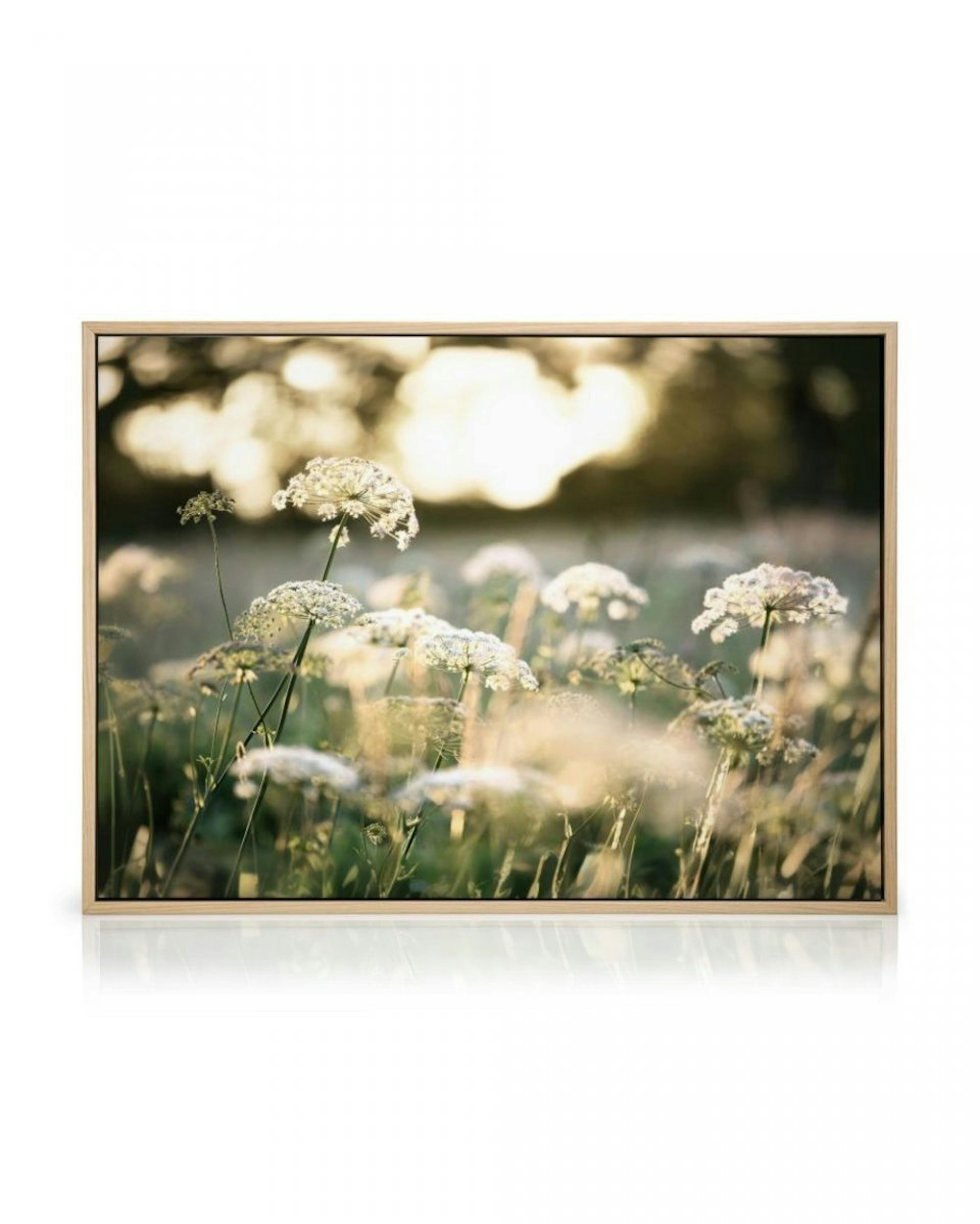 Weiße Blumen im Sonnenlicht Leinwandbild thumbnail