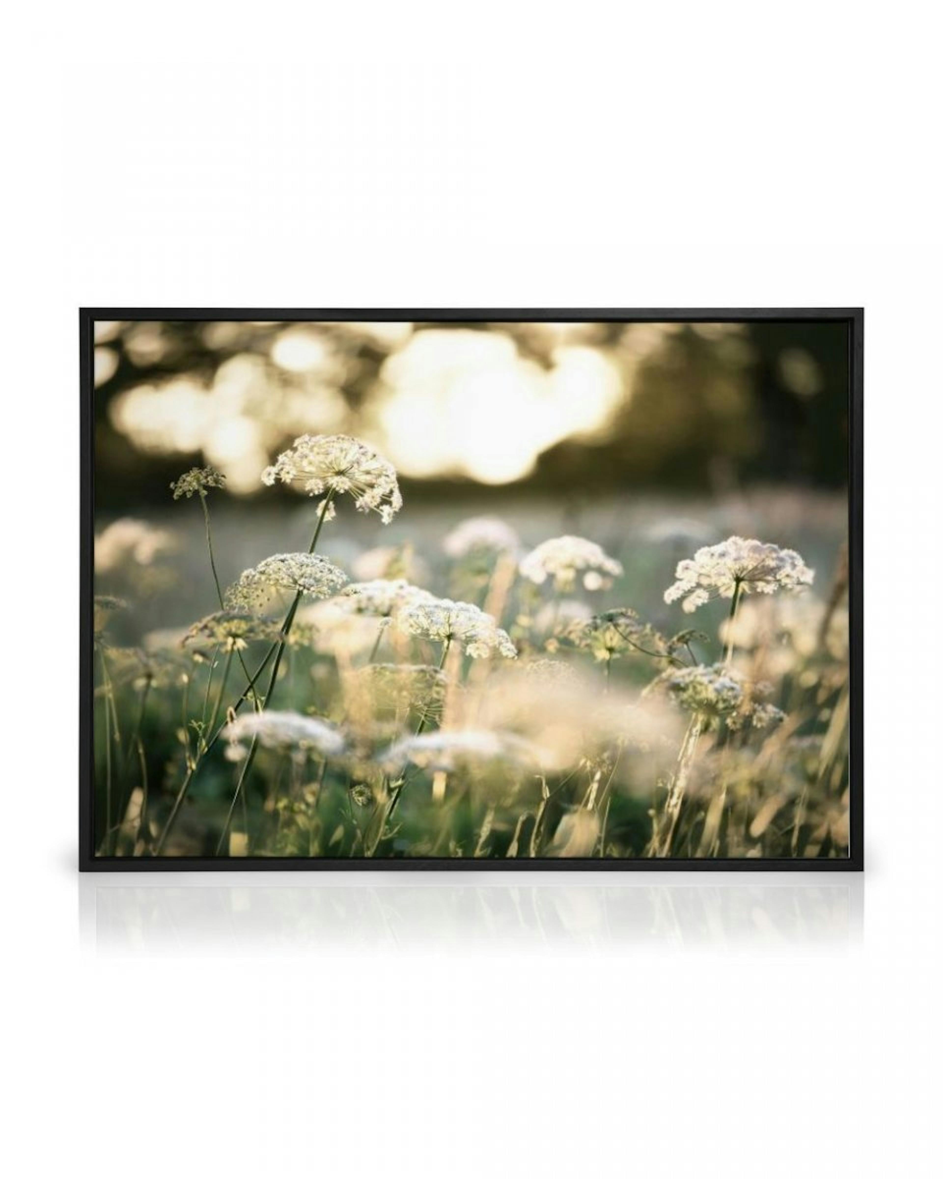 Weiße Blumen im Sonnenlicht Leinwandbild thumbnail