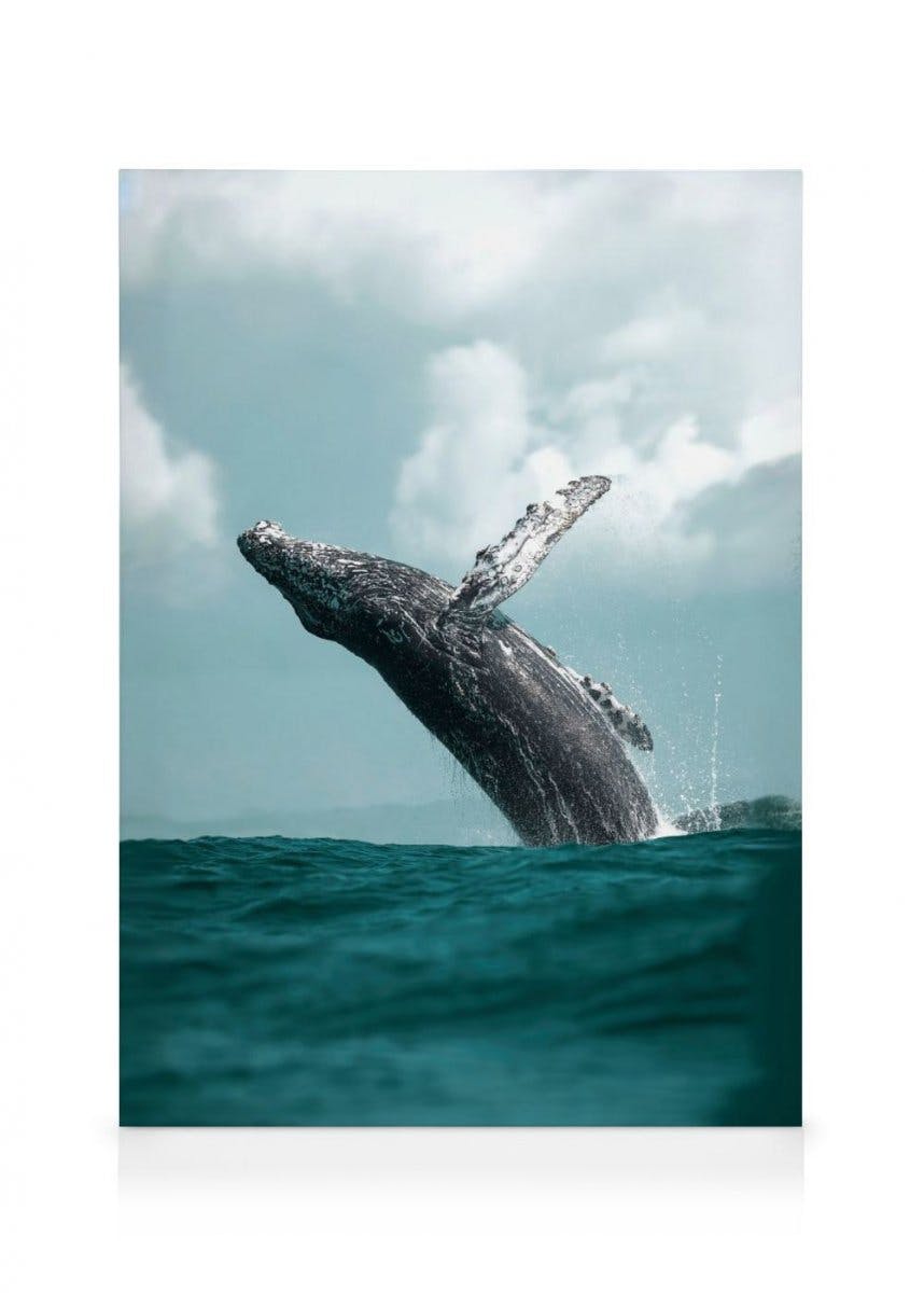 Springende Walvis Canvas (30x40 cm - Fotolijst Zwart) - Poster Store